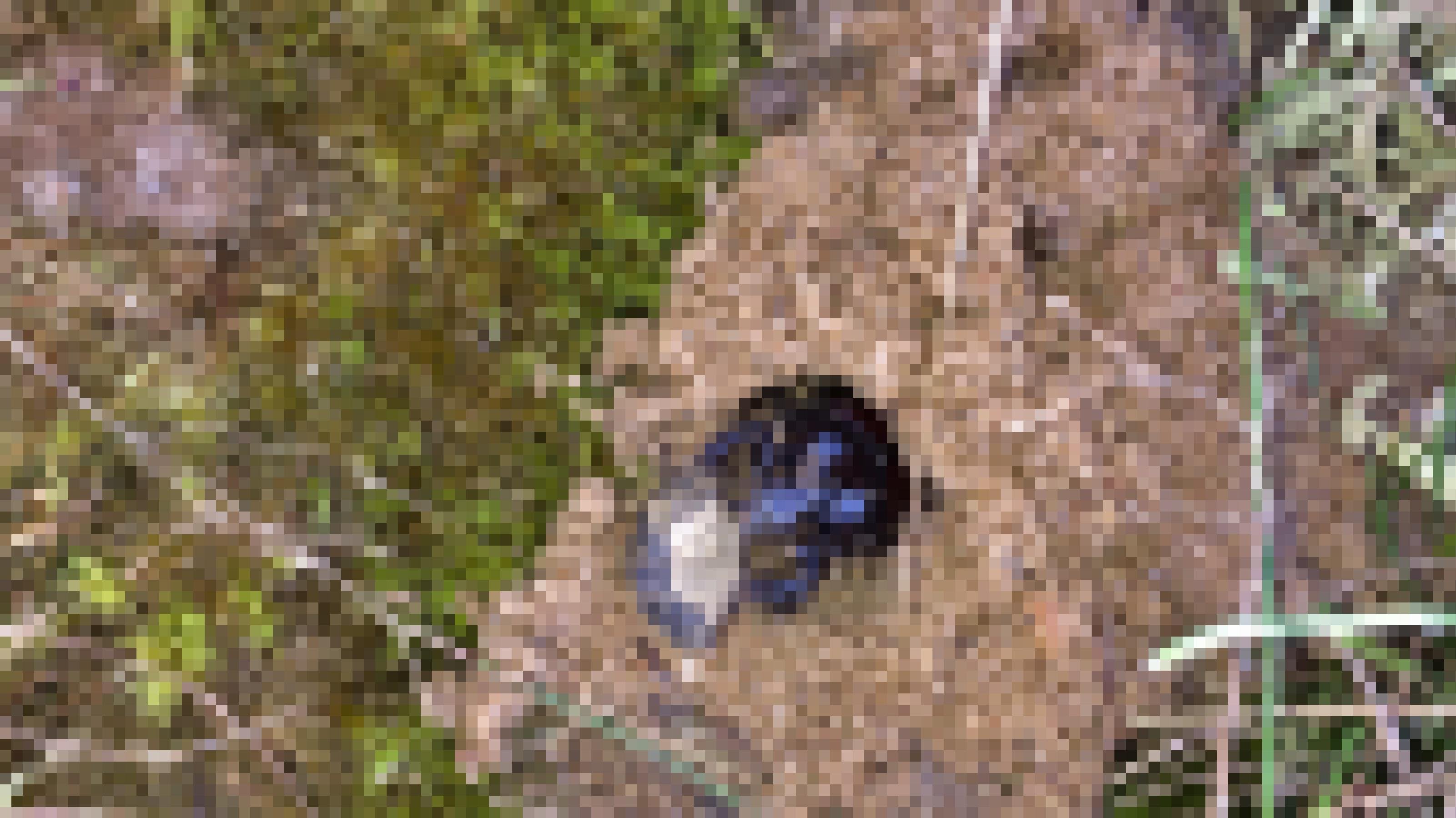 Ein schwarz-brauner Käfer schaut aus einem Sandloch heraus, das von Gräsern und Moosen umgeben ist.