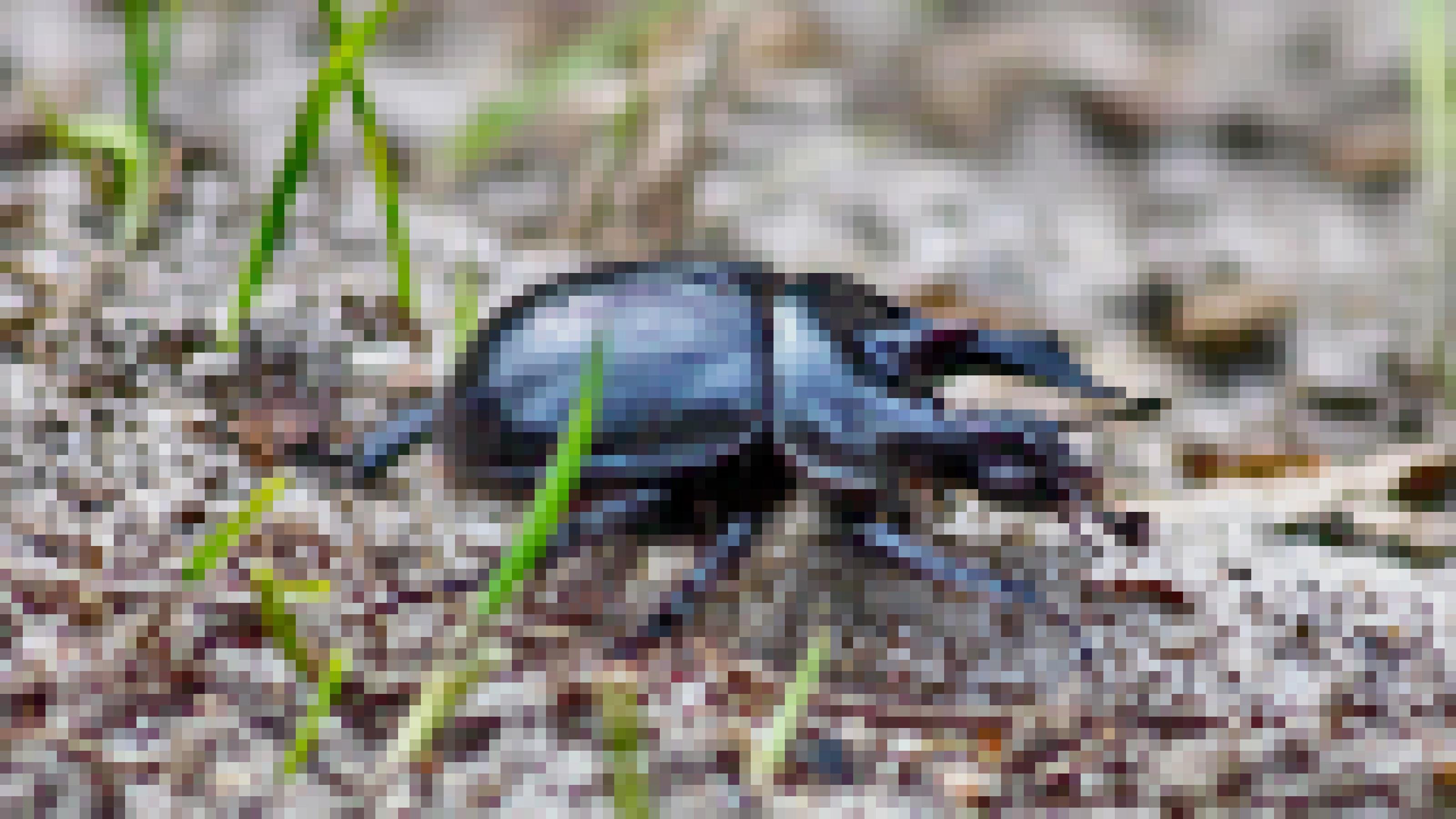 Ein schwarzer Käfer krabbelt über Sand, hier und da sprießen grüne Halme