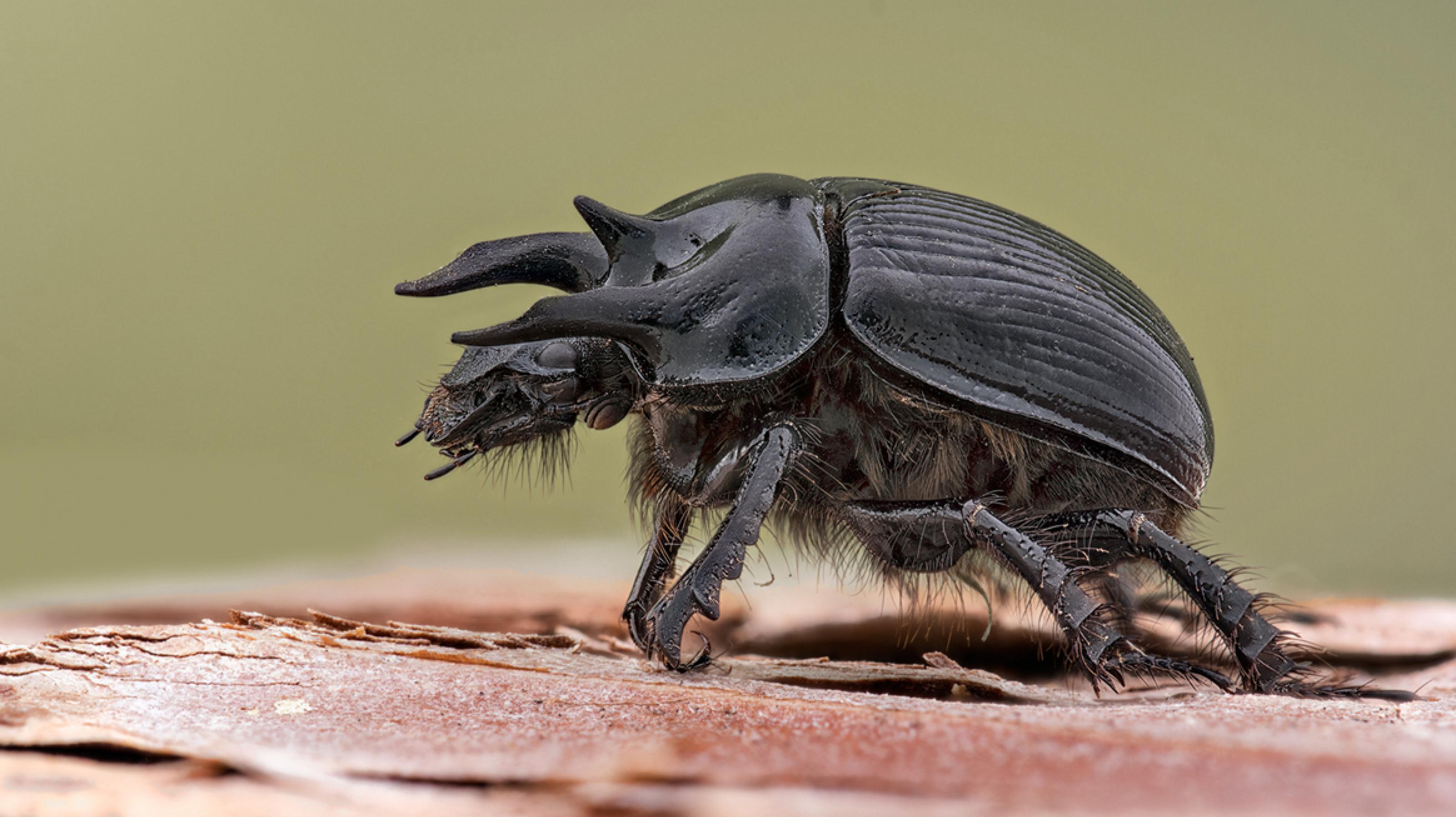 Ein schwarzer Käfer mit zwei großen und einem kleinen Horn krabbelt auf Holz.