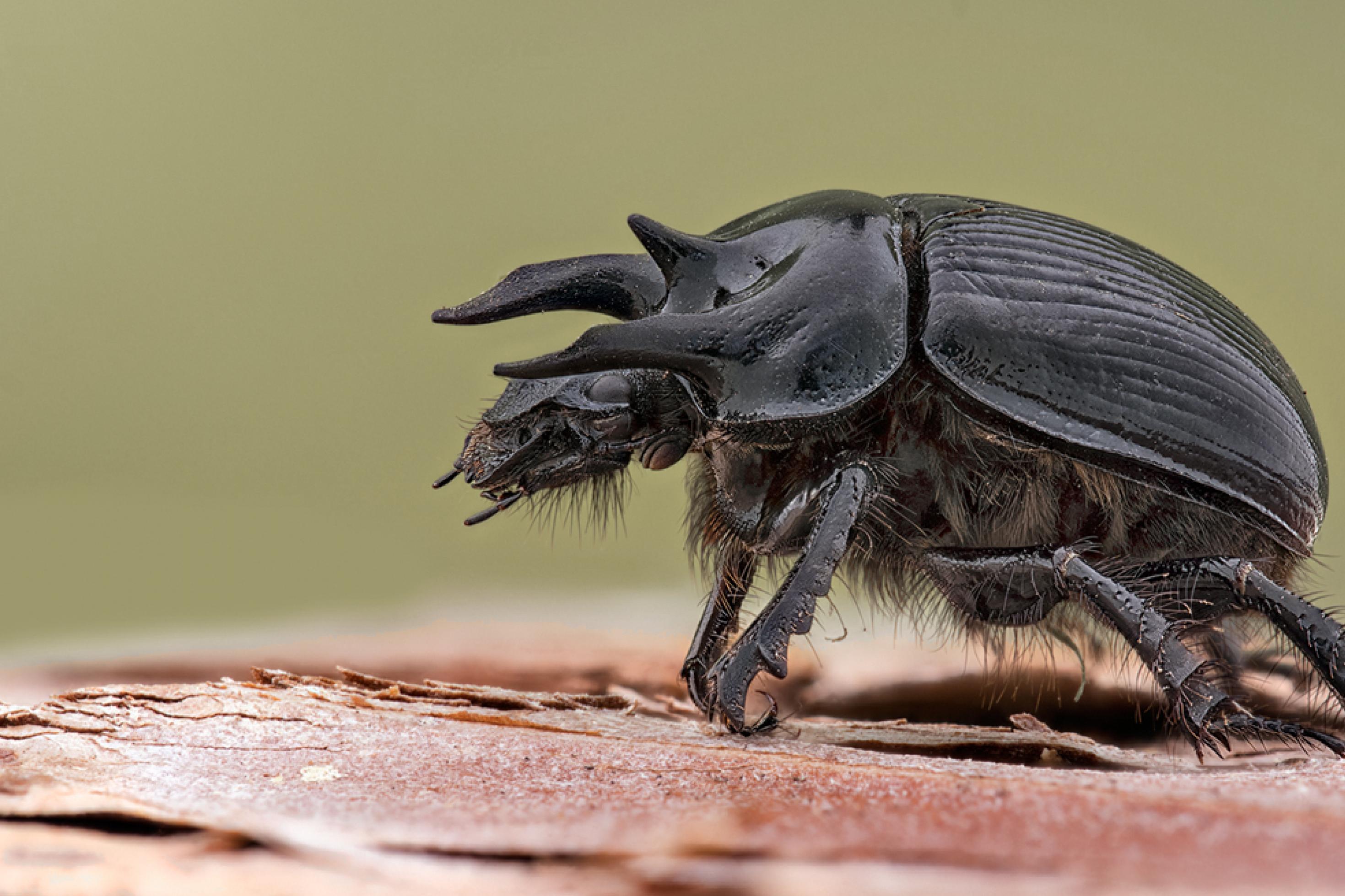 Ein schwarzer Käfer mit zwei großen und einem kleinen Horn krabbelt auf Holz.