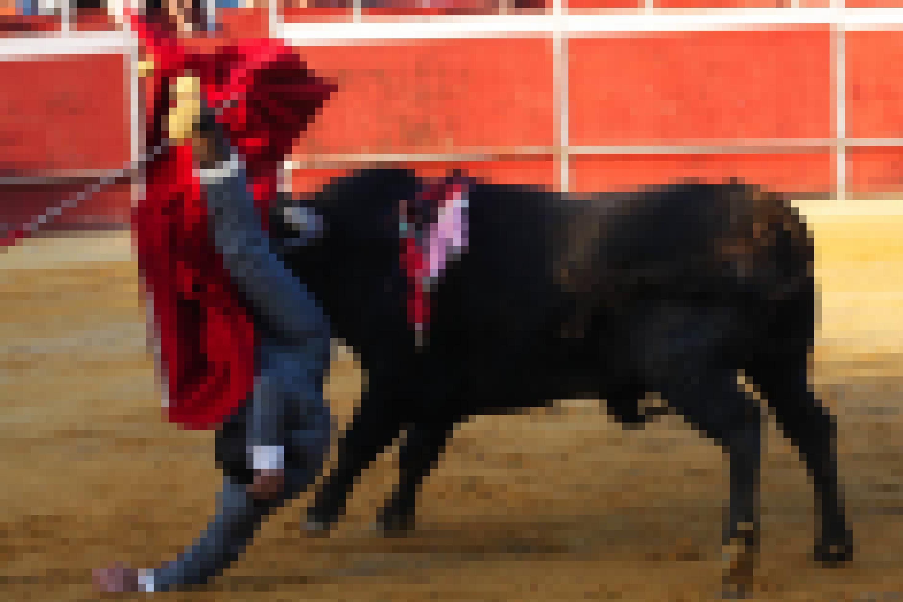 Stierkämpferin beim Training auf einer privaten Finca, Andalusien
