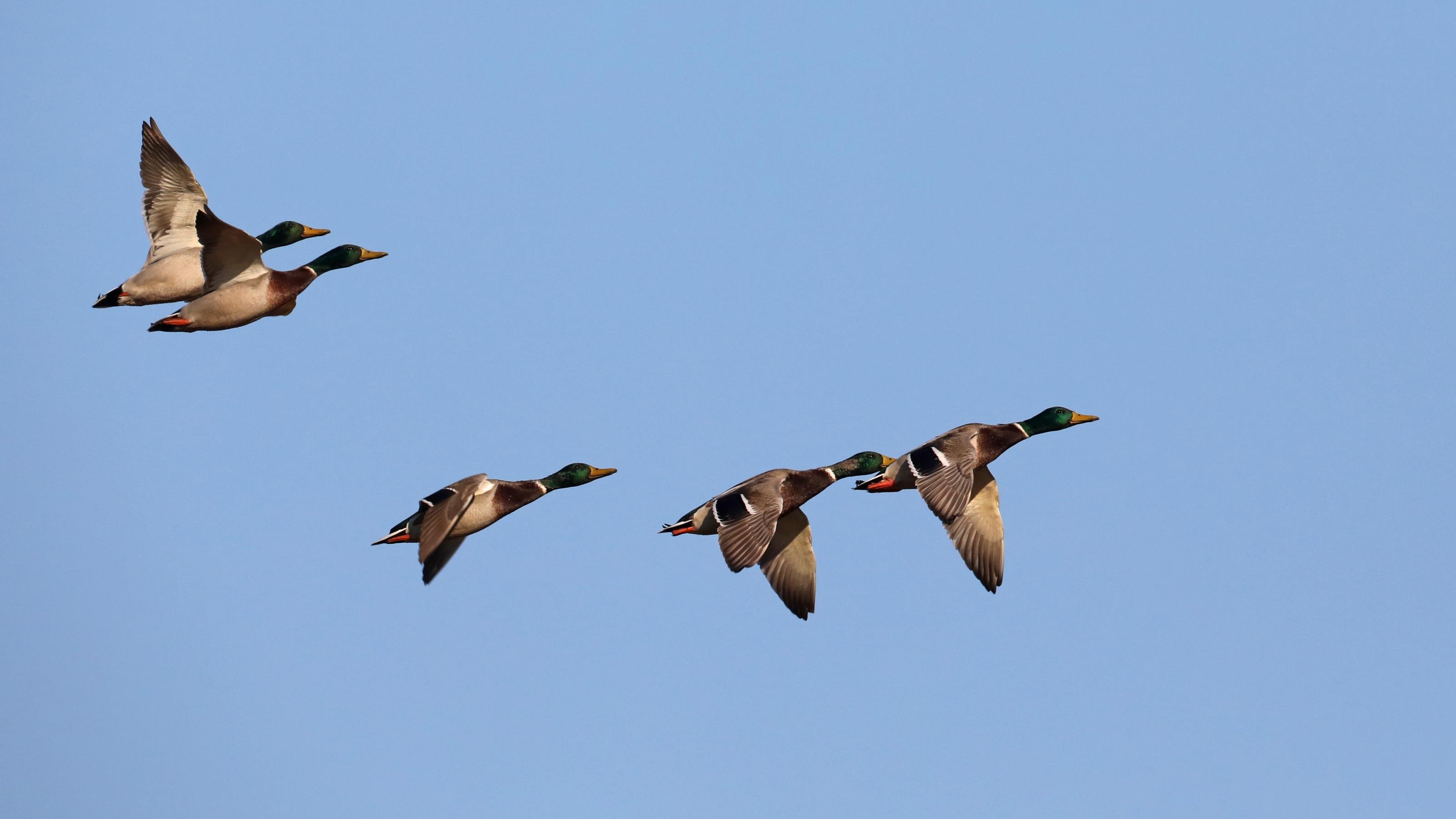 Eine Gruppe aus fünf männlichen Stockenten fliegt von links nach rechts im blauen Himmel