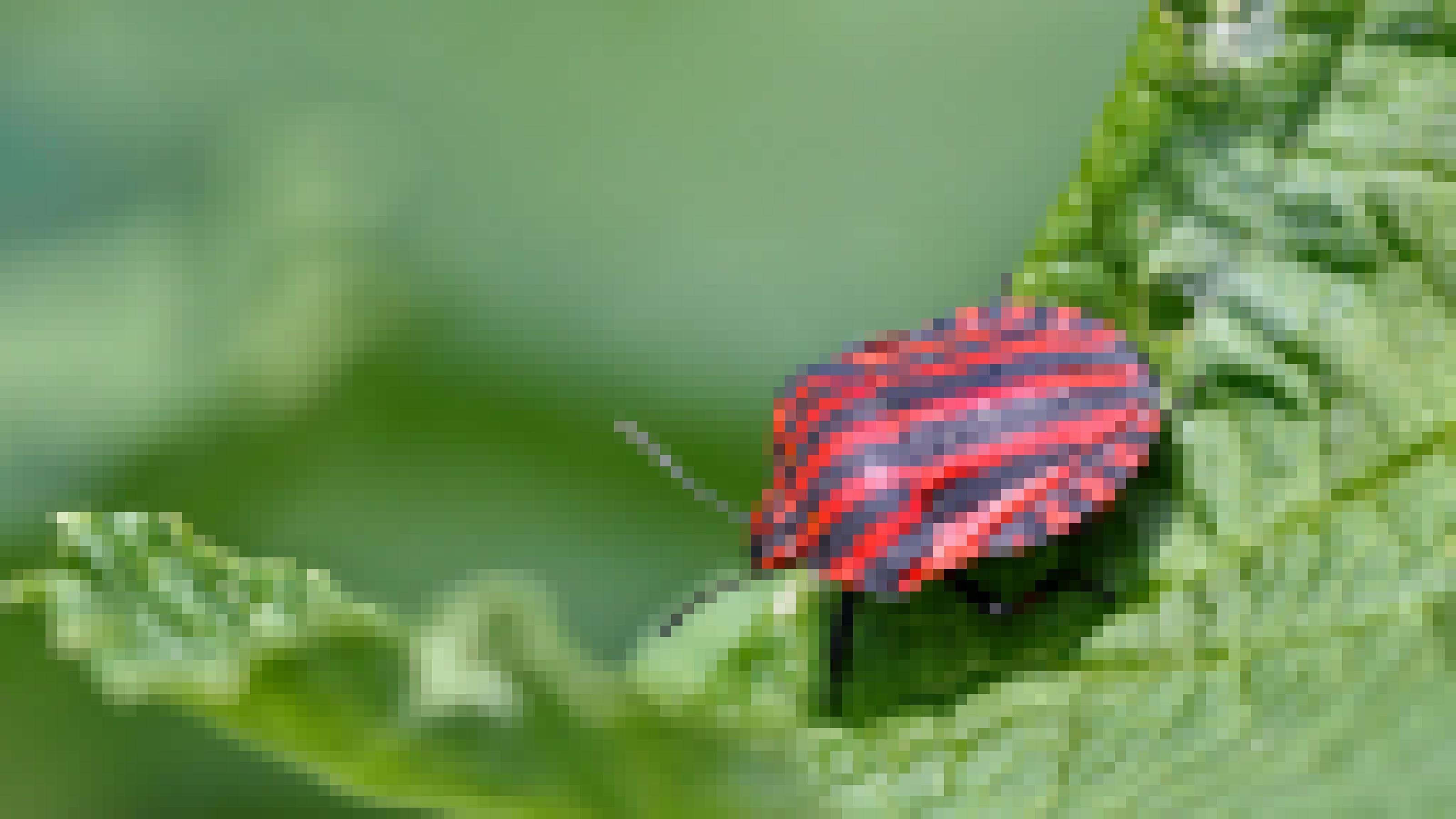 Ein rot-schwarz gezeichnetes Insekt sitzt auf einem grünen Blatt