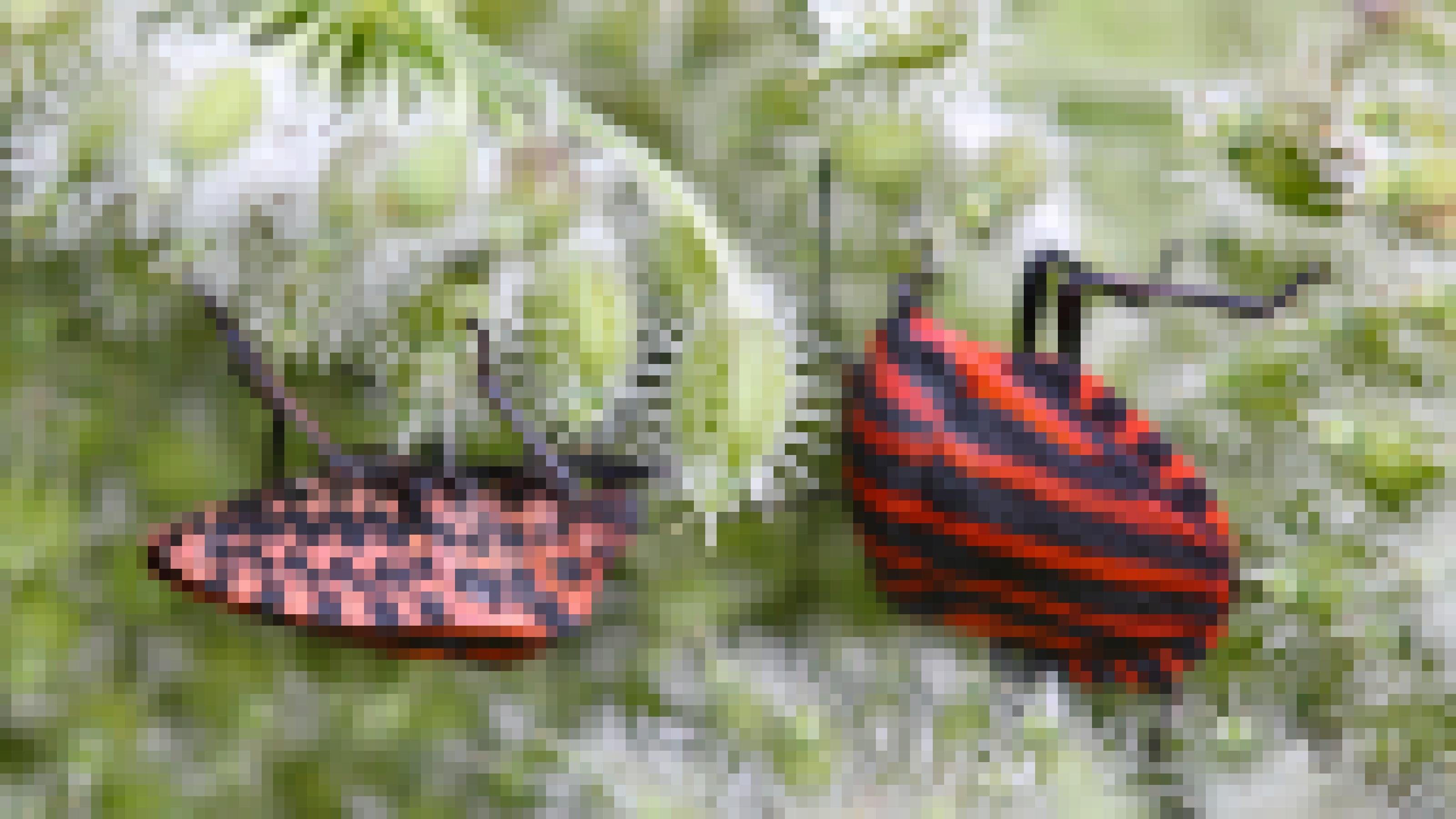Zwei rot-schwarz gezeichnete Insekten sitzen auf einer weißen Samenkapseln