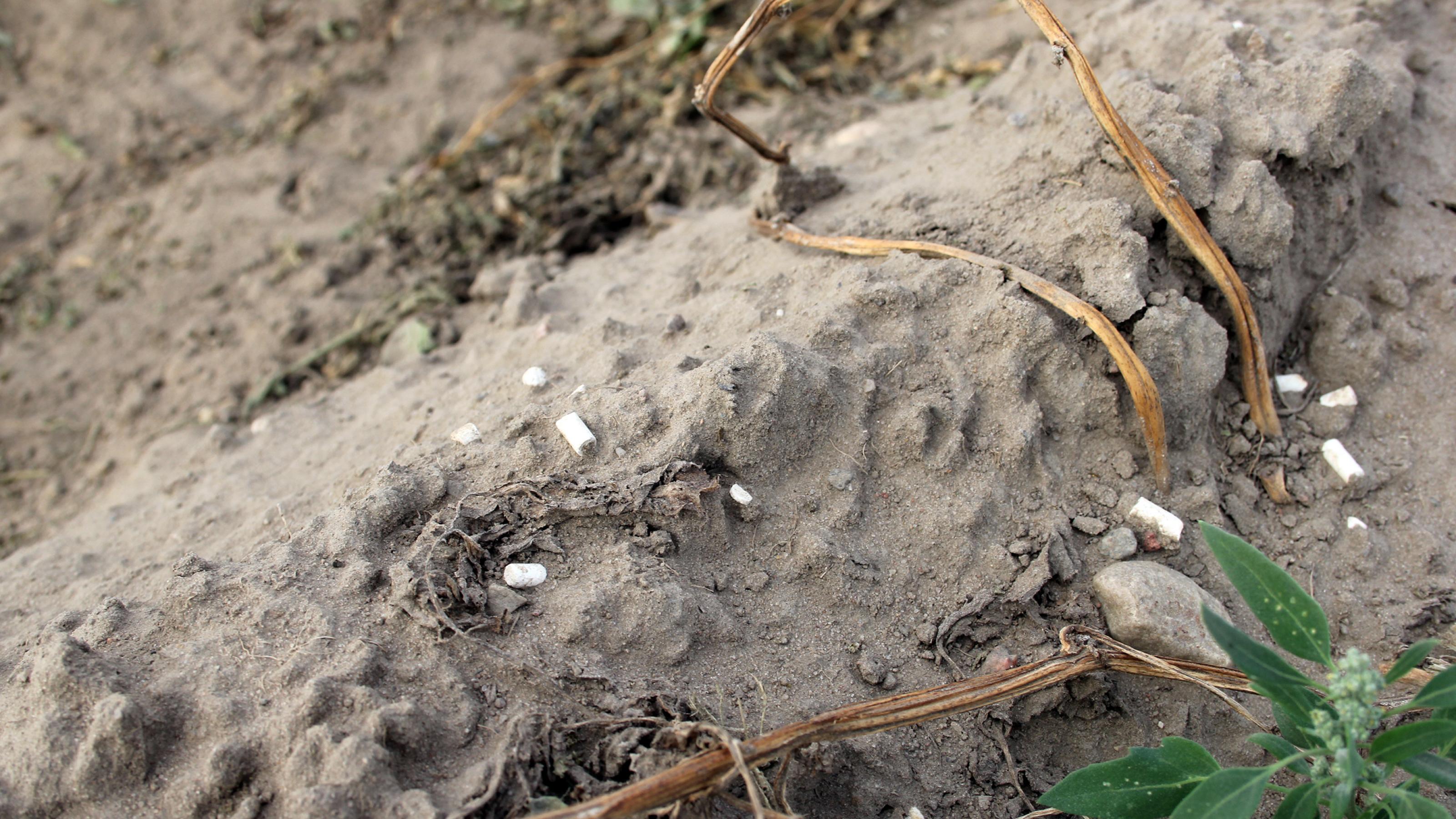 Weiße Pellets liegen verstreut in einer Ackerfurche.