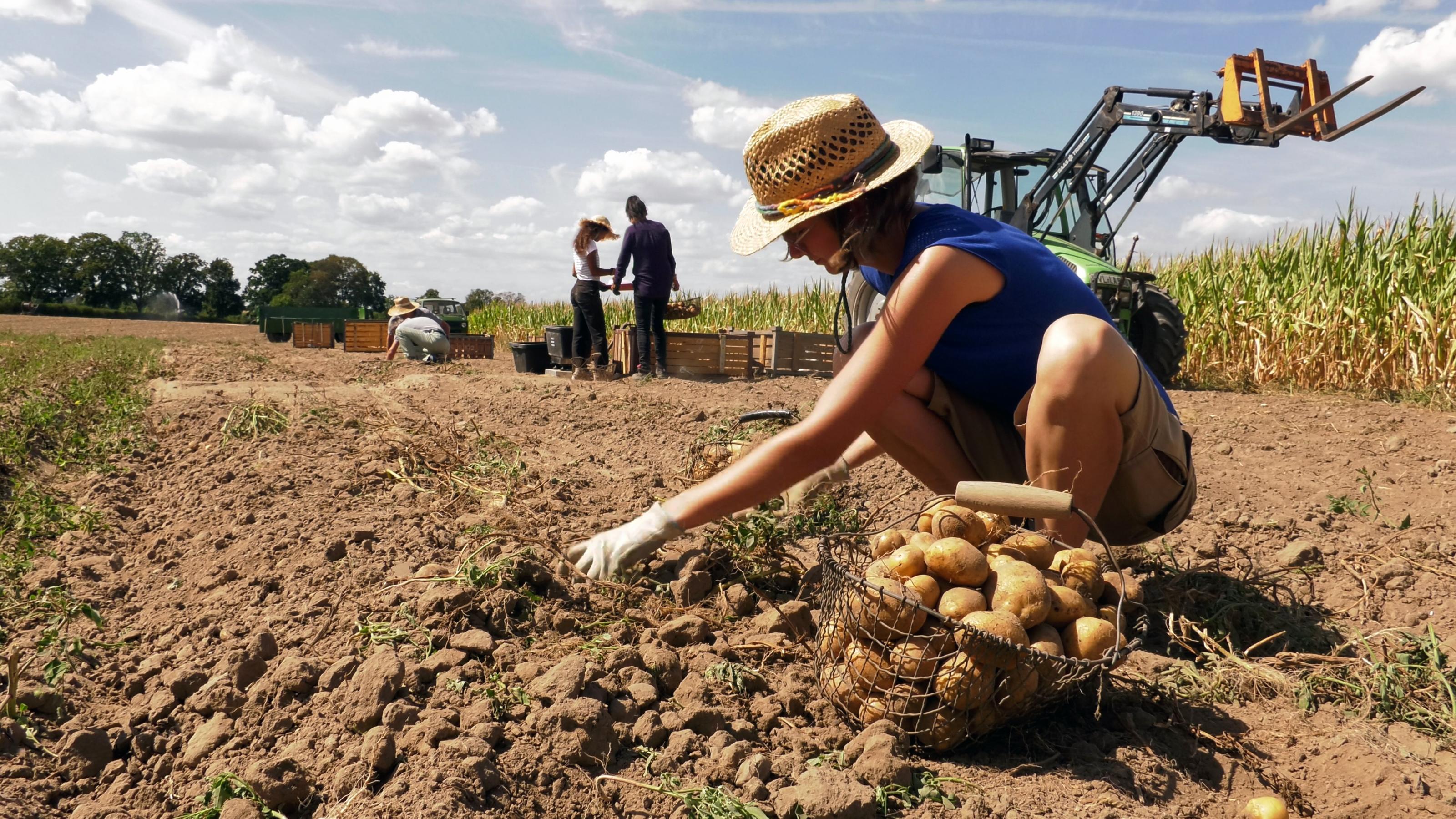 Wissenschaftlerinnen ernten und wiegen Kartoffeln auf einem Versuchsfeld