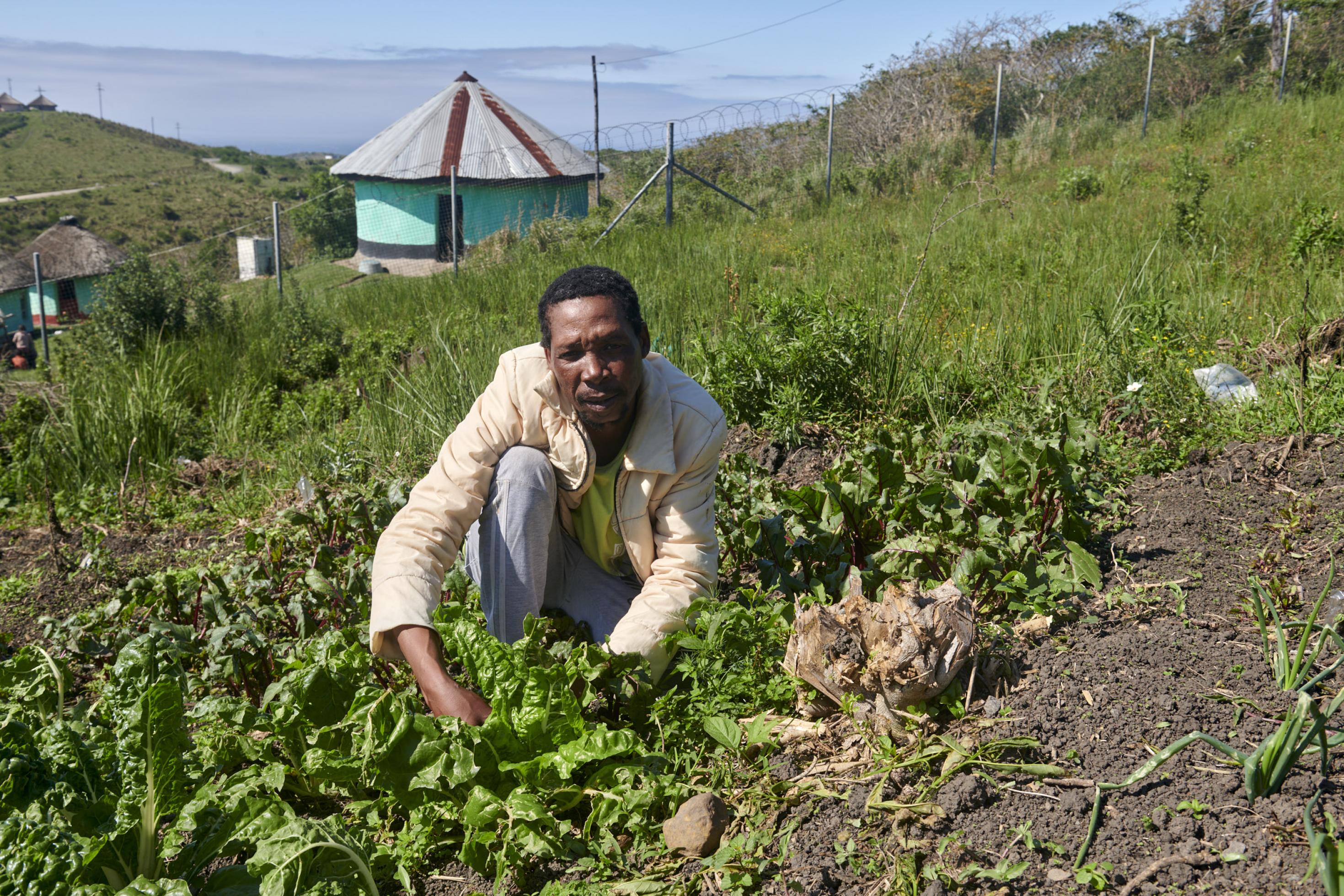Der Mann hockt vor Spinatpflanzen, im Hintergrund die Rundhäuser des Dorfs.