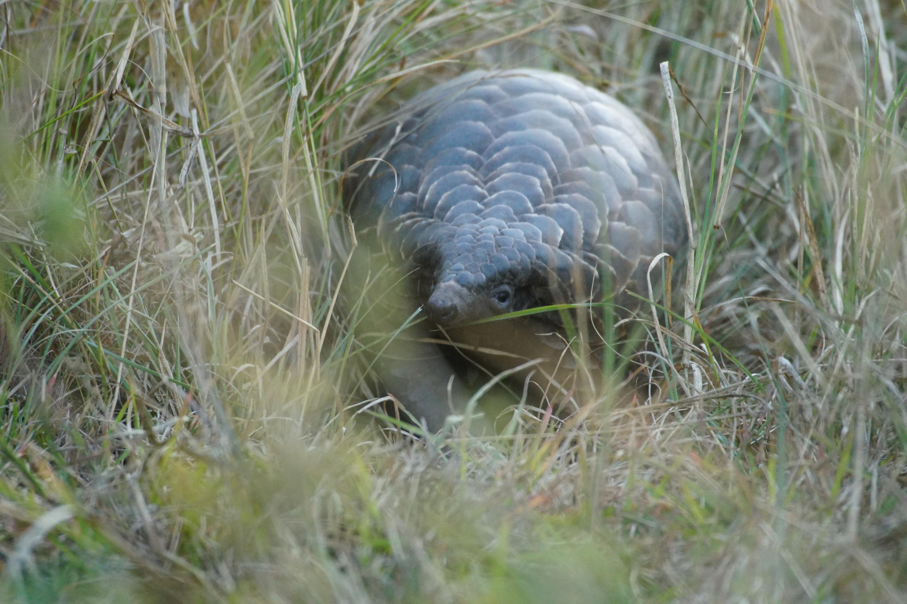 Ein Pangolin schaut aus dem langen Gras in Phinda, wo es ausgewildert werden soll