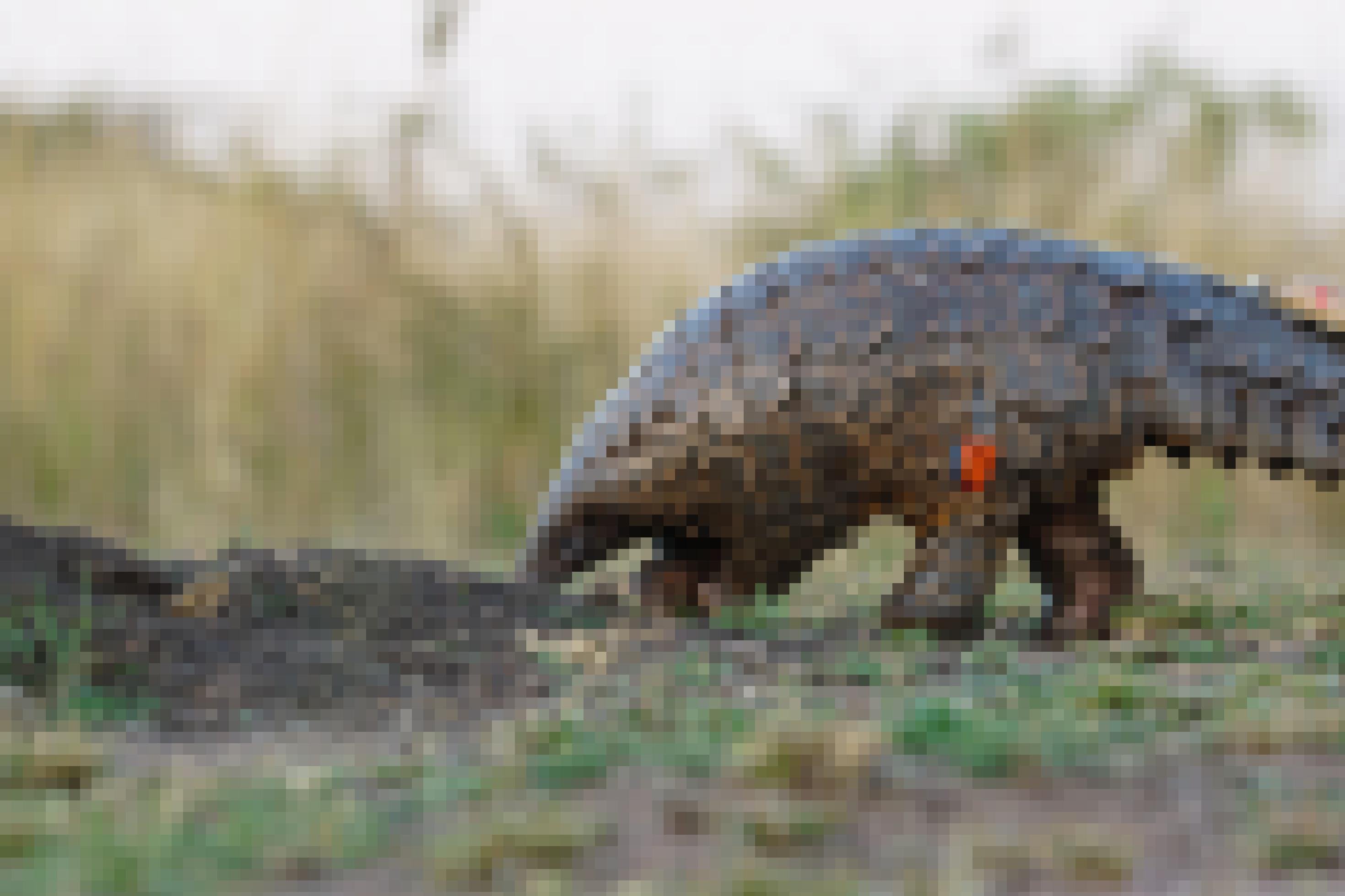 Pangolin Giya hat die Nase am Boden, auf der Suche nach Ameisen