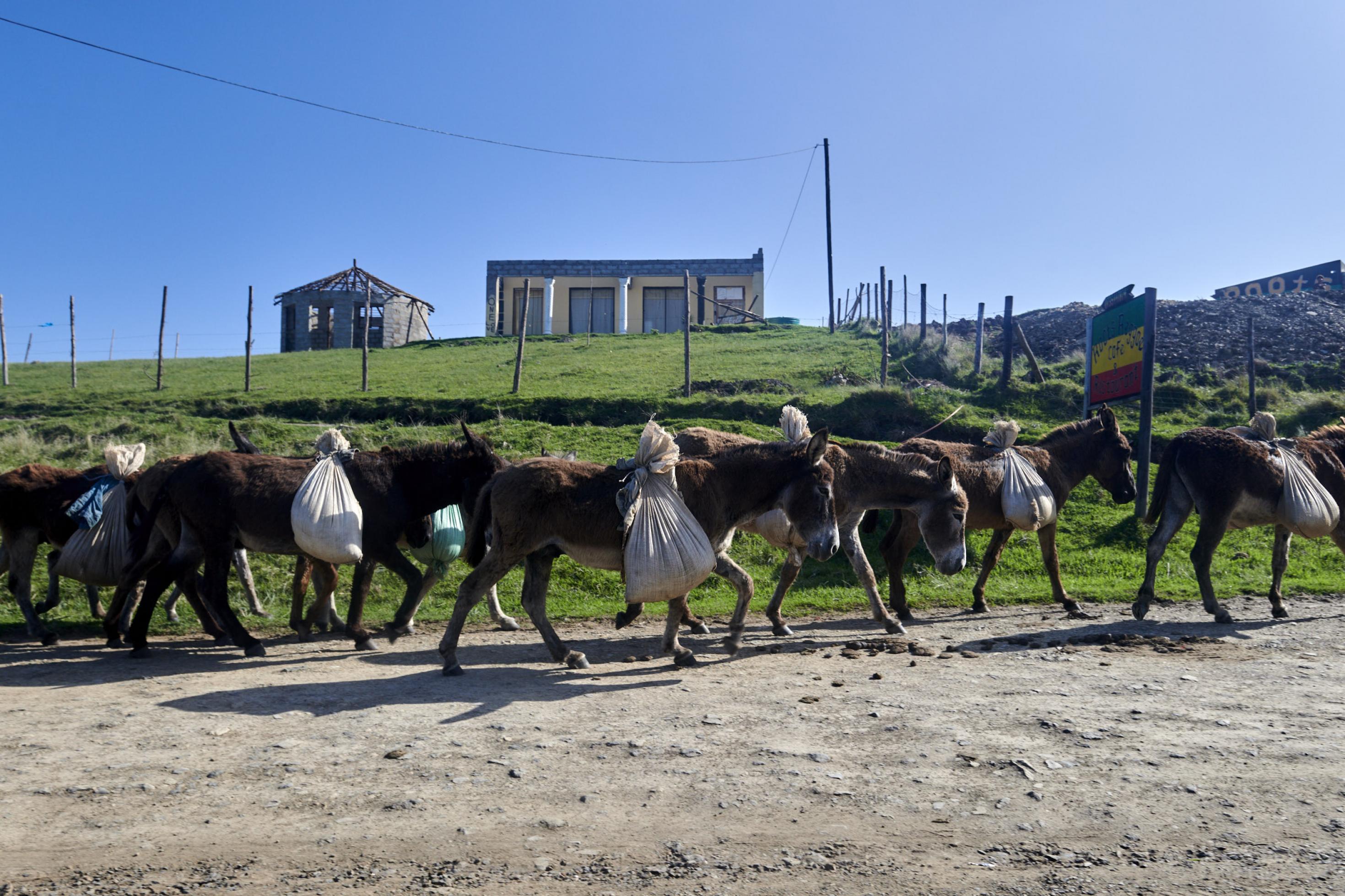 Mehrere Esel tragen Säcke mit Bau-Sand auf dem Rücken durch das Dorf