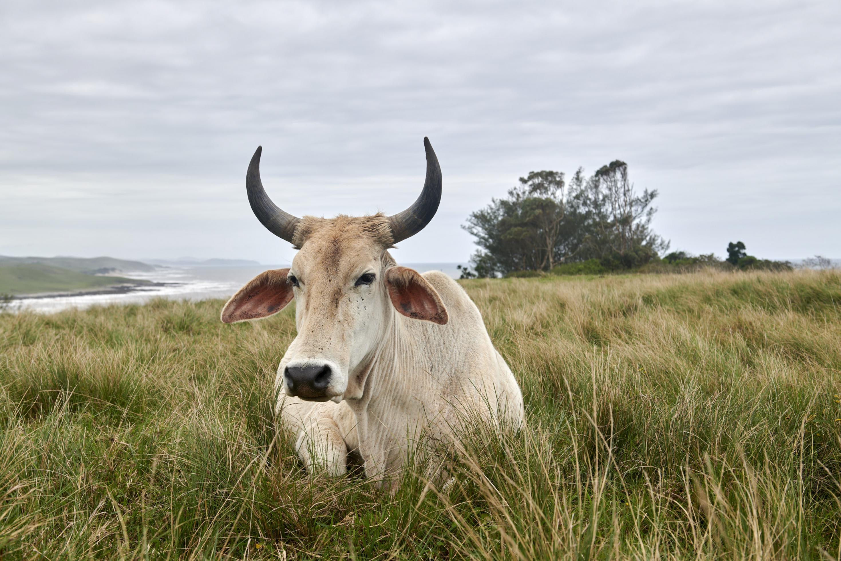 Eine Kuh liegt auf der Wiese, im Hintergrund sind Küste und Meer zu sehen