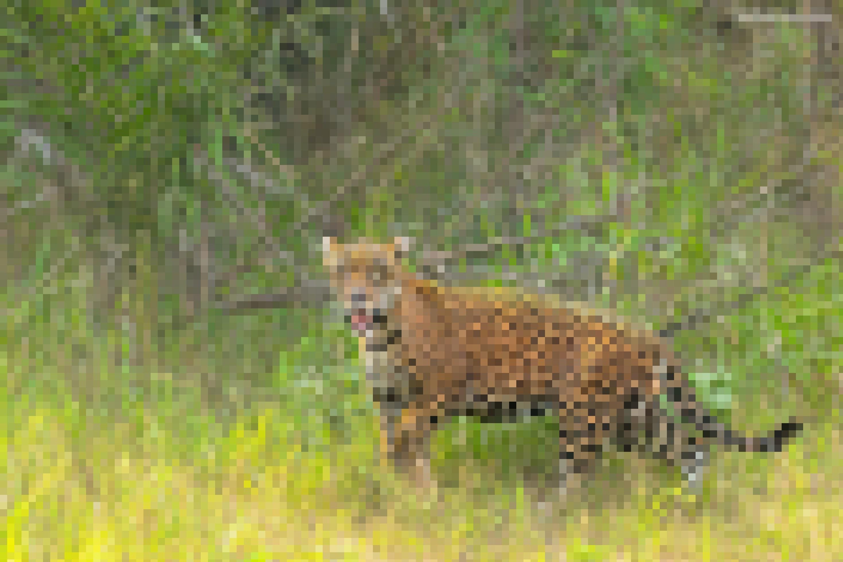 Ein Jaguar mit leicht geöffnetem Maul unterwegs im hohen Gras im Yasuni-Regenwald.