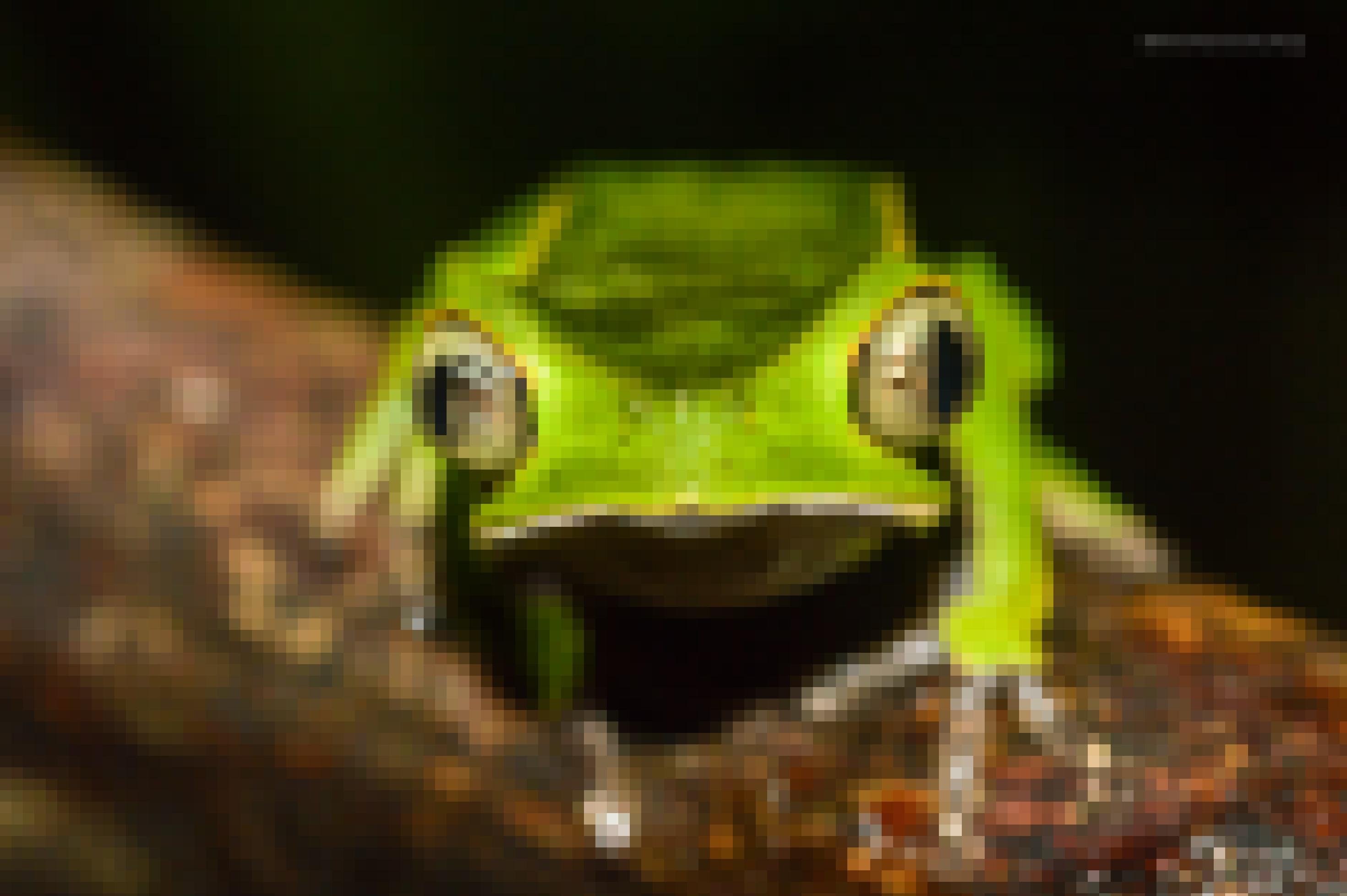 Ein grüner Frosch sitzt auf einem Ast und blickt in die Kamera.
