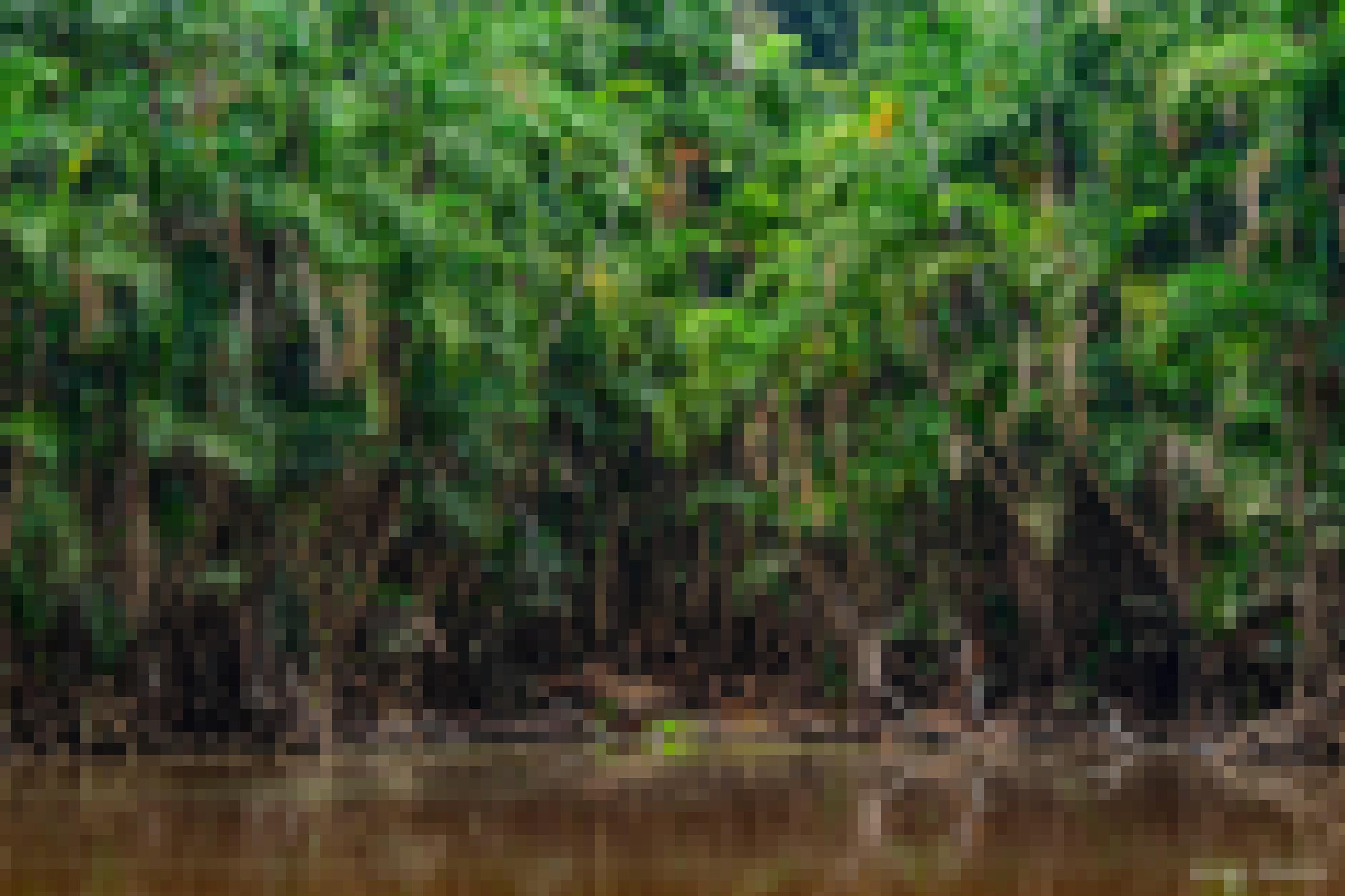 Blick von einem Amazonasfluss auf ein dicht bewaldetes Ufer.