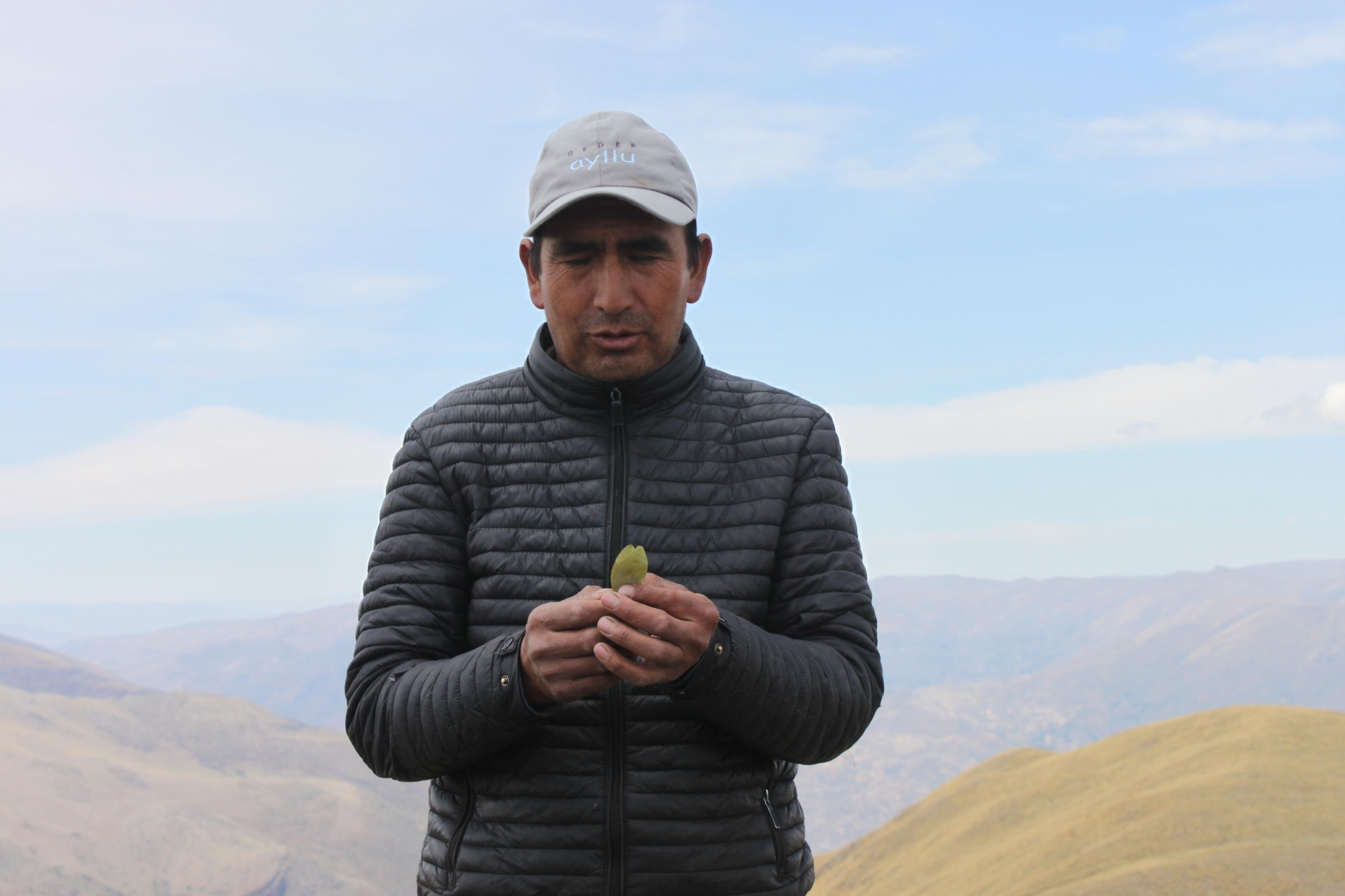 Ein mittelalter braunhäutiger Mann mit Anorak und weisser Baseballmütze hält in der Hand drei Kokablätter. Im Hintergrund Berglandschaft