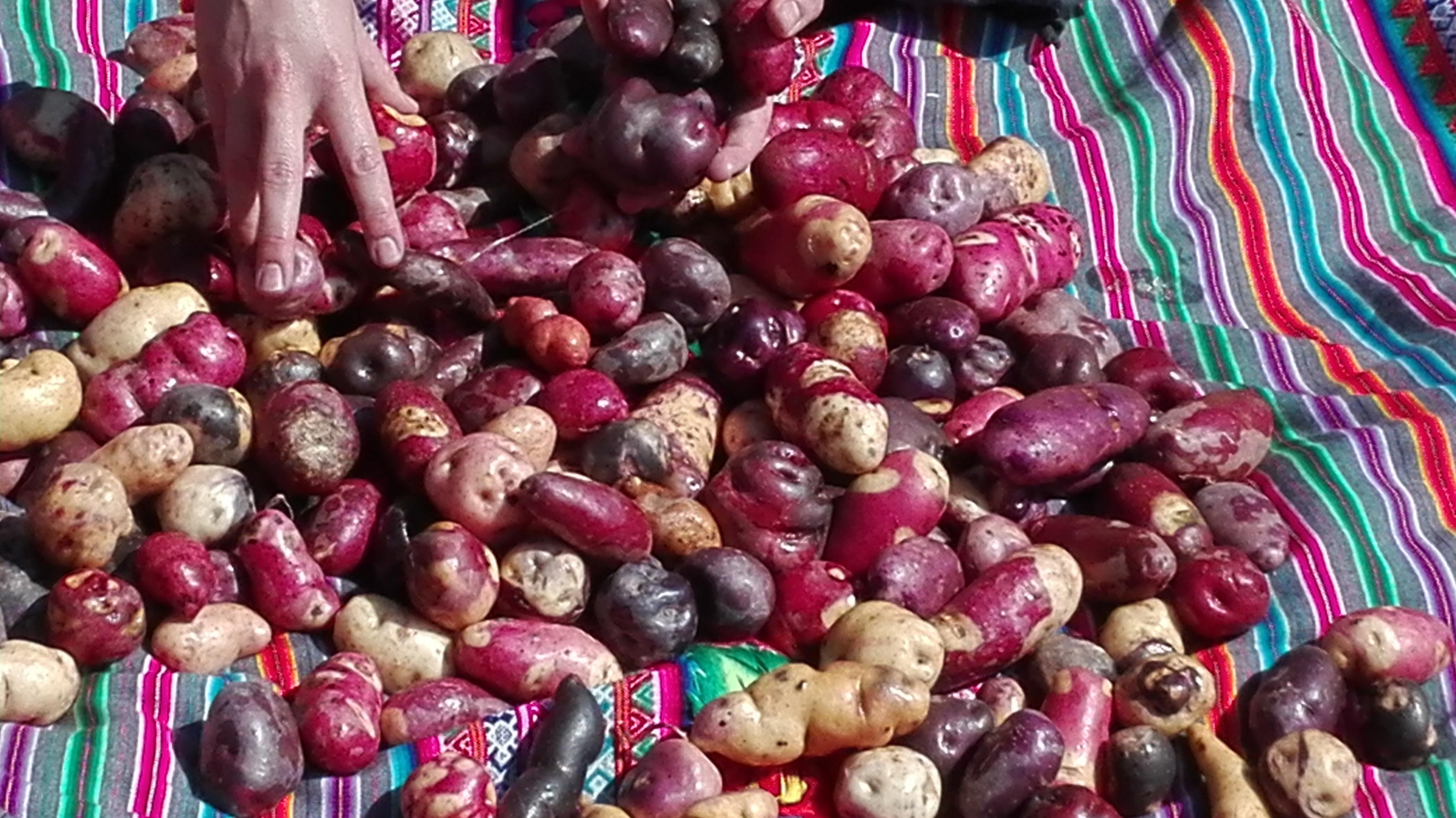 Ein buntes Tuch, darauf liegen eine Vielzahl von Kartoffeln, Farben rot, violett, braun, schwarz und vielfältige Formen, länglich bis rund und kurz.