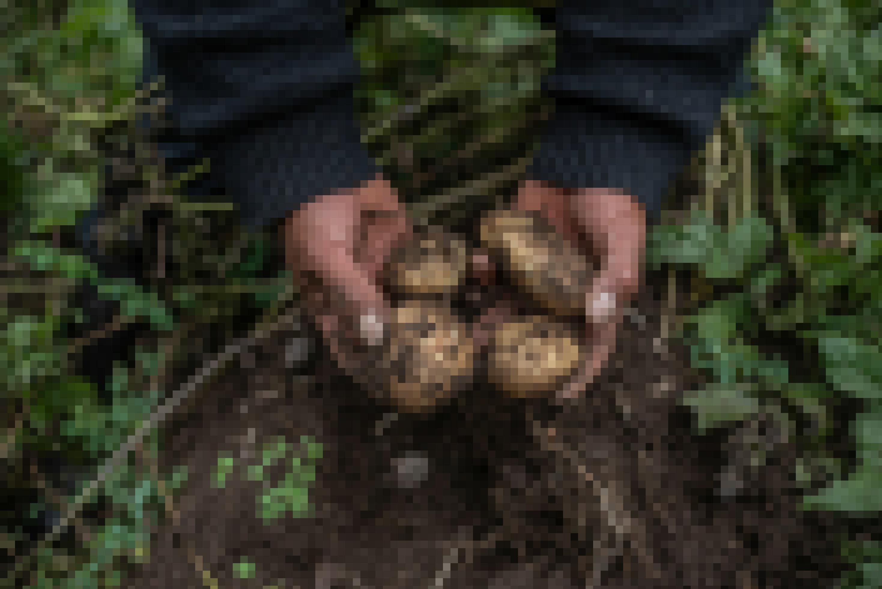 Ein paar Hände halten frisch aus der Erde gegrabene Kartoffeln