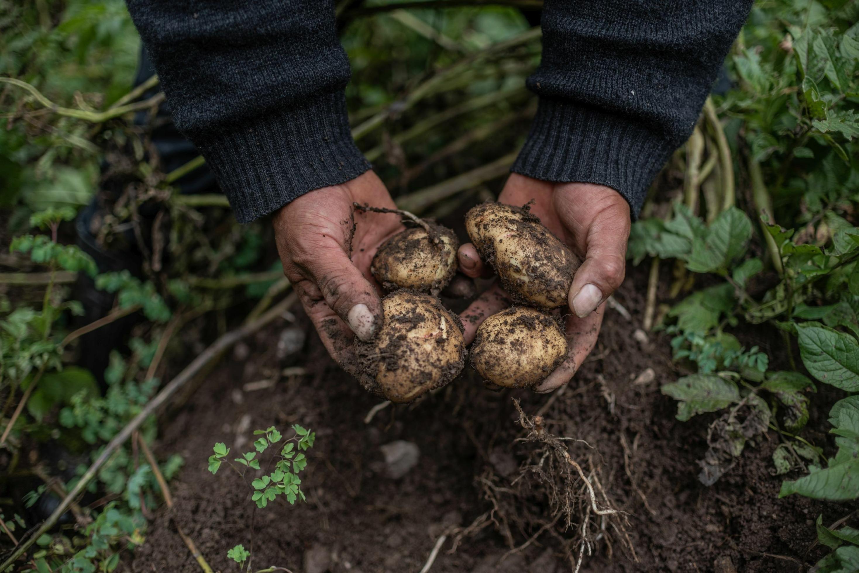 Ein paar Hände halten frisch aus der Erde gegrabene Kartoffeln