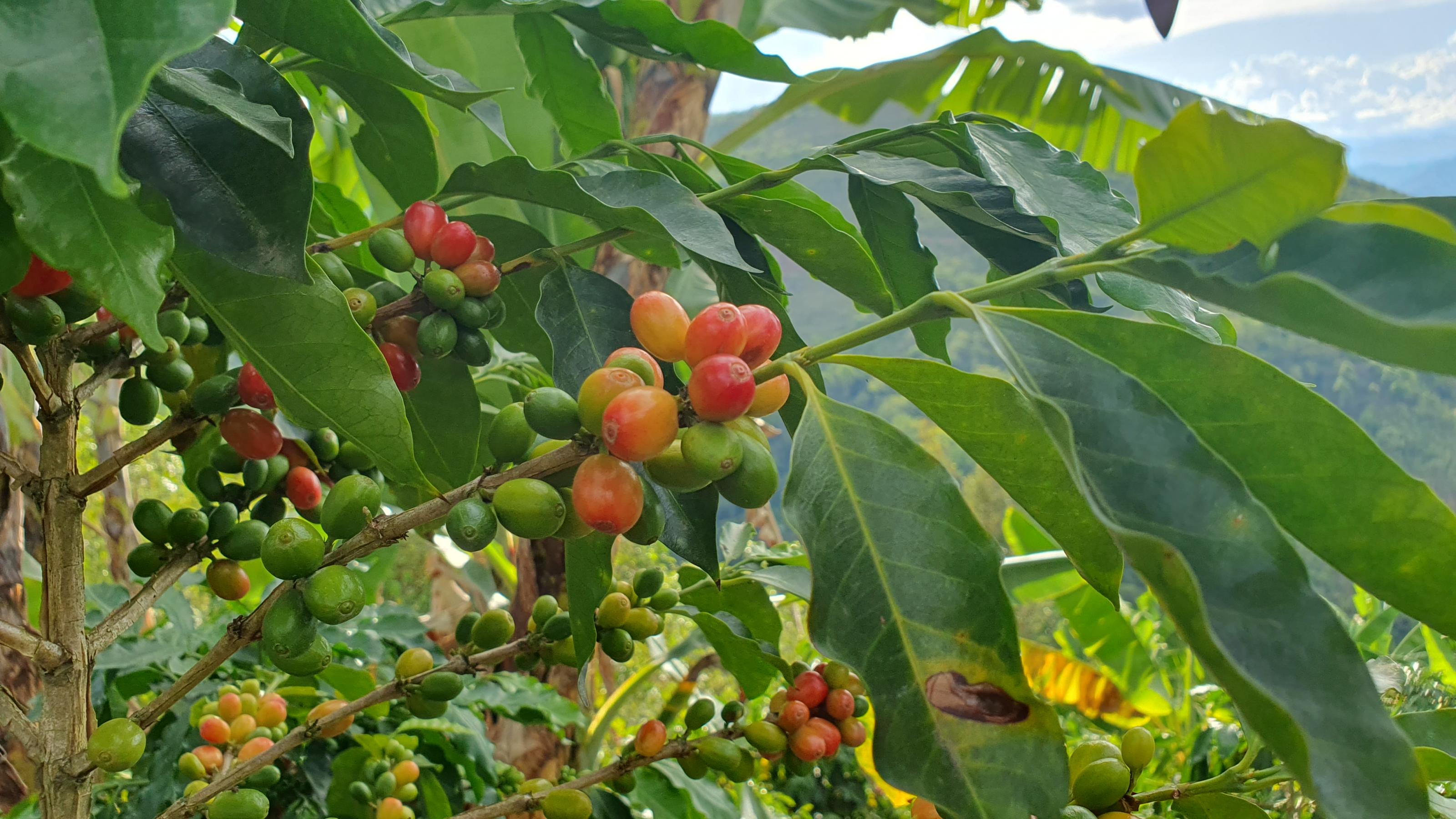 Strauch mit grünen Blättern und gelben und roten haselnussgrossen Beeren, den Kakaobohnen.
