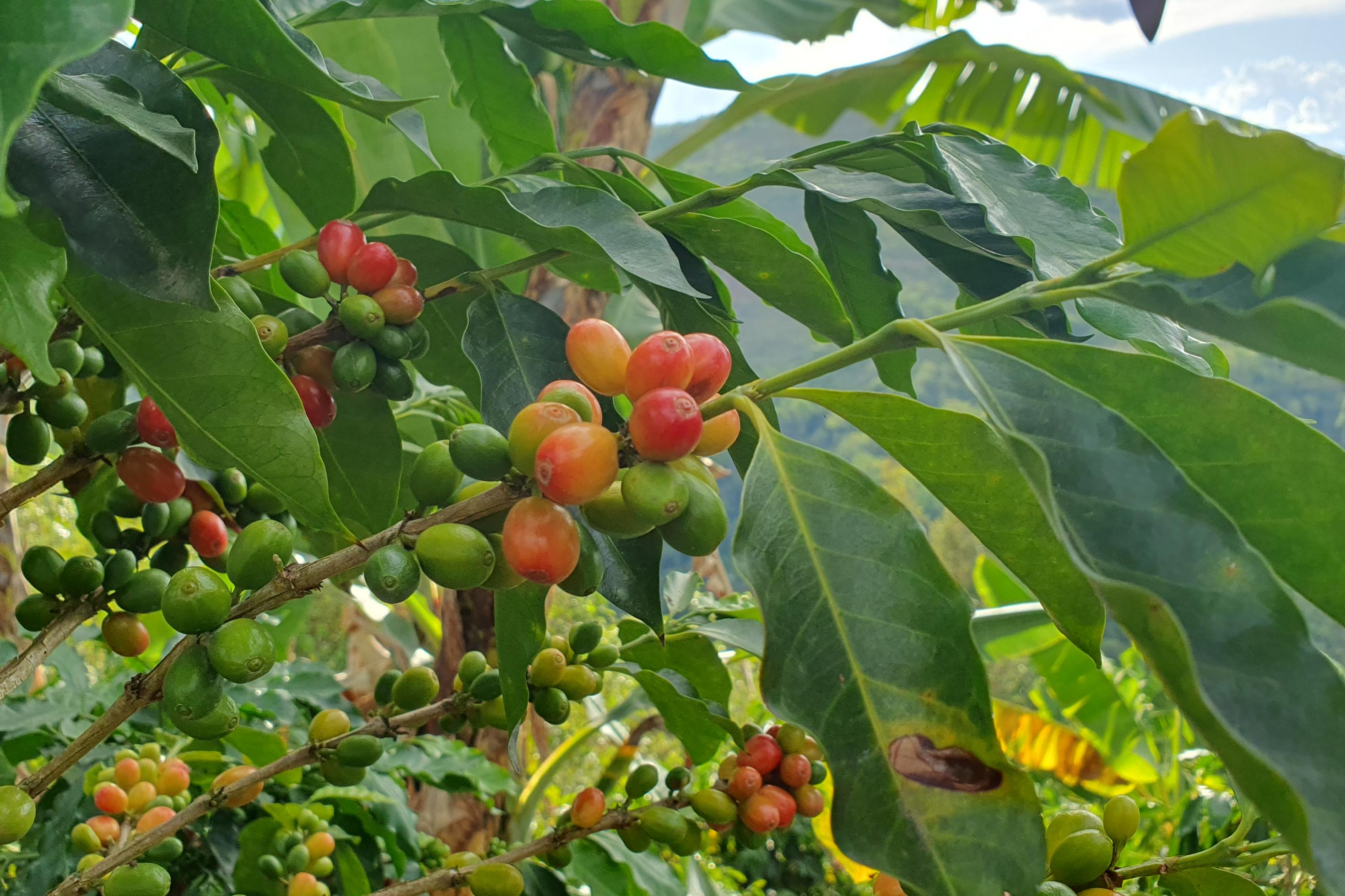 Strauch mit grünen Blättern und gelben und roten haselnussgrossen Beeren, den Kakaobohnen.