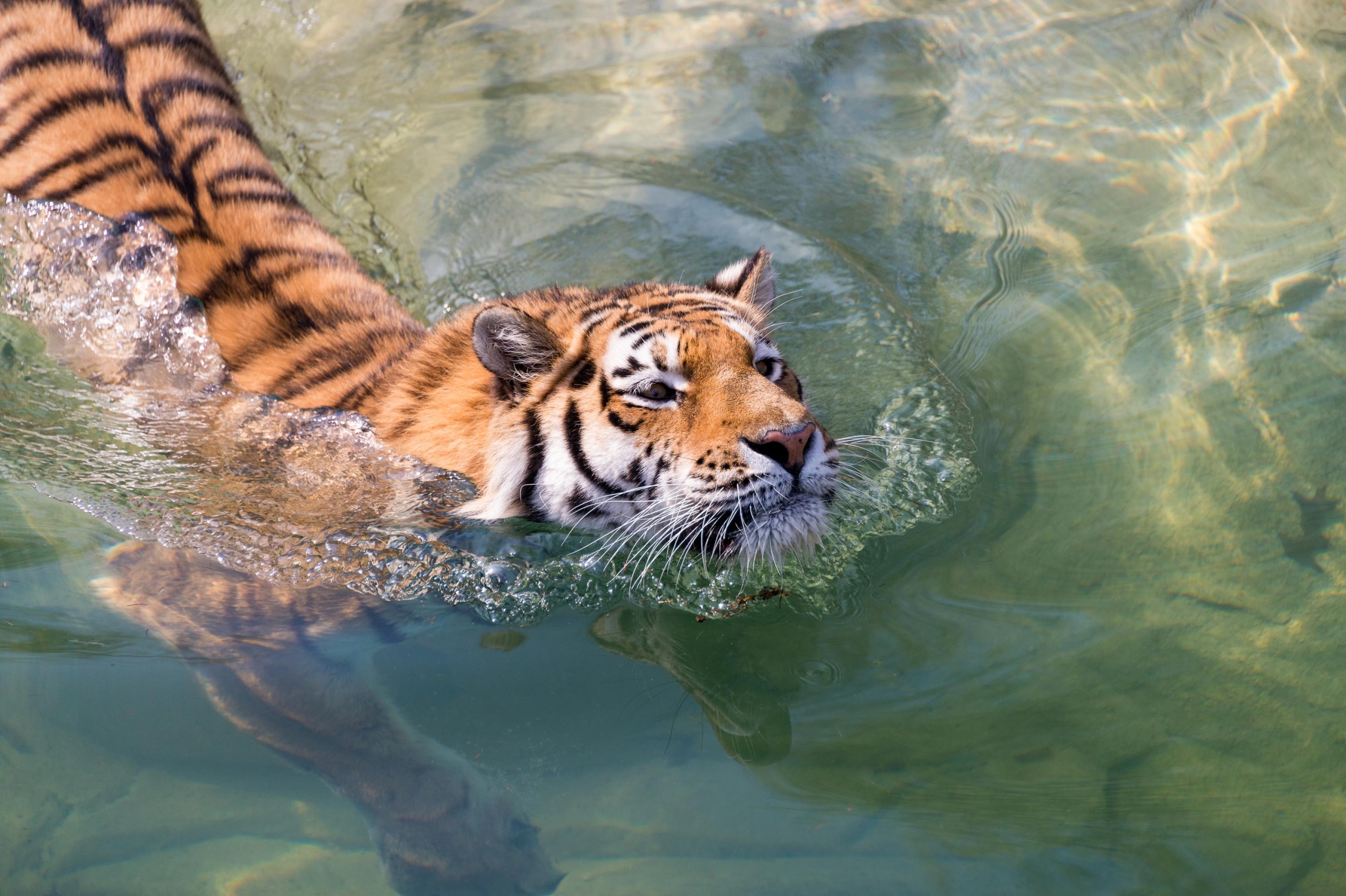 Eine große schwarz-orange gestreifte Raubkatze schwimmt im Wasser und ist unschwer als Tiger zu erkennen.