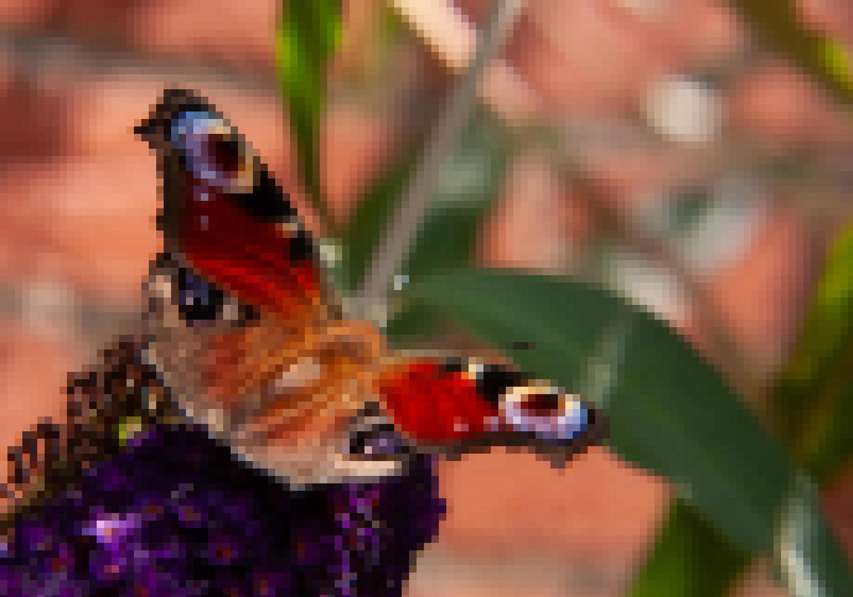 Ein bunter Schmetterling sitzt auf einem Flieder.