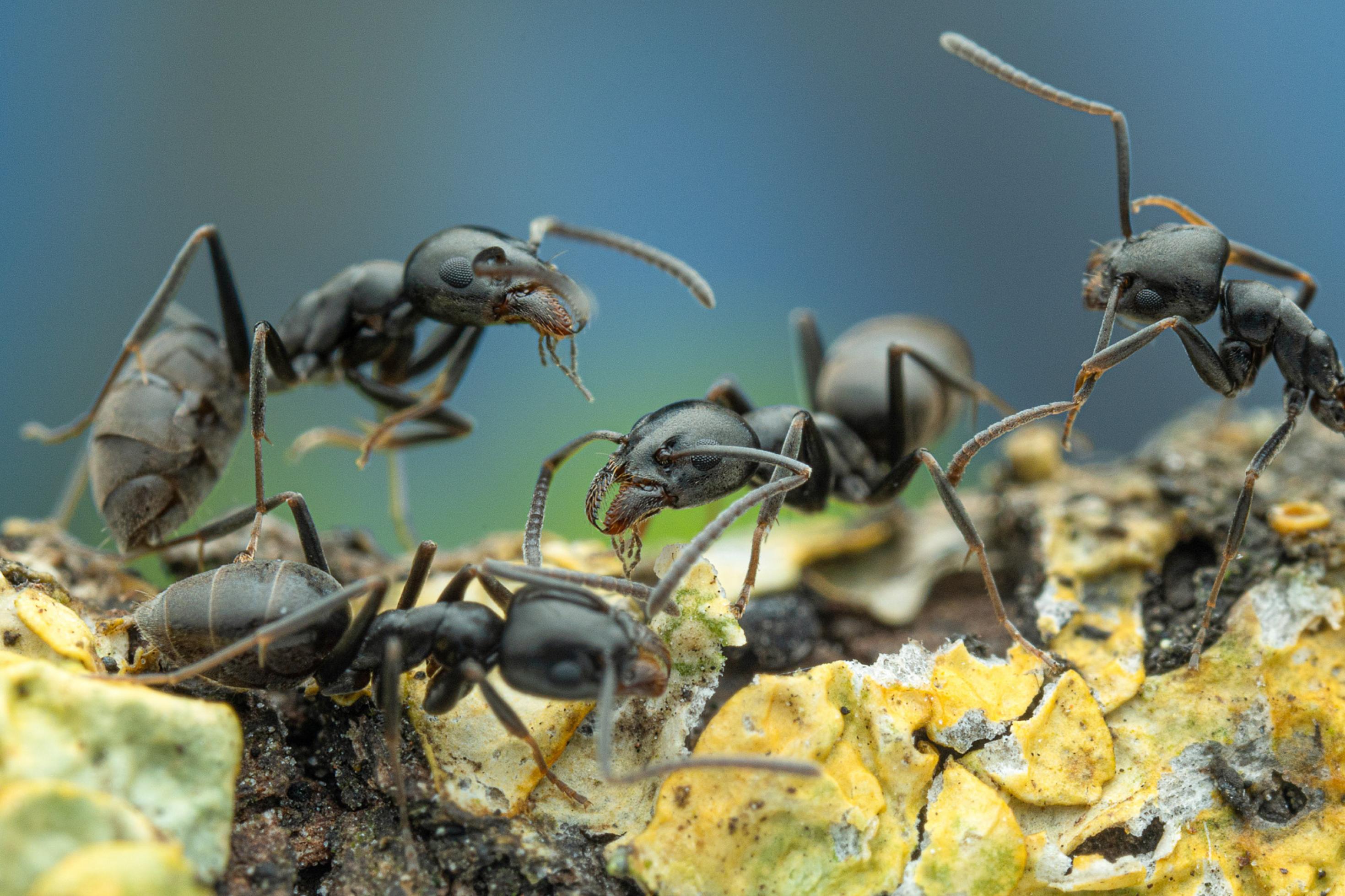 Grauschwarze Ameisen krabbeln übereinander. Makrofotografie.