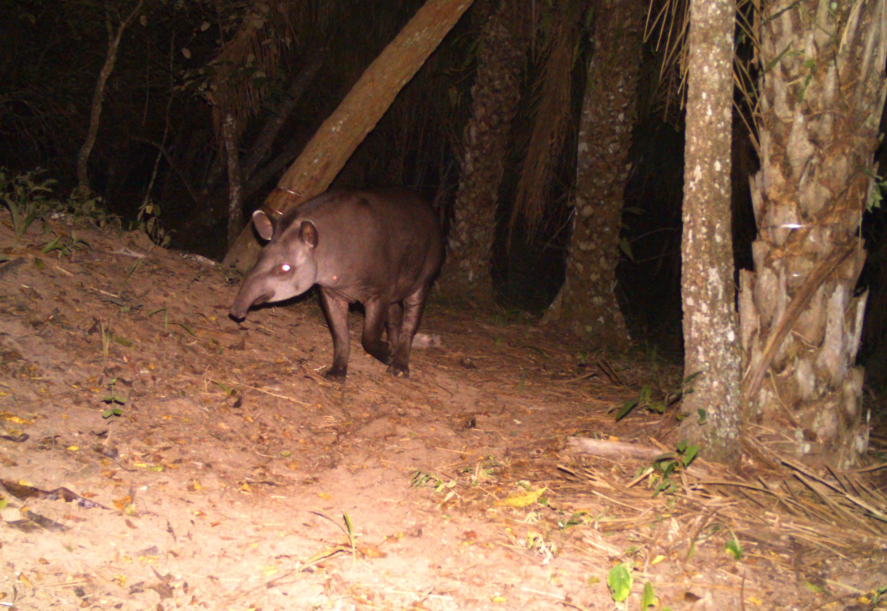 Ein Tapir mit langer Nase wie ein Rüssel und kurzem Schwarz-grauen Fell tritt aus einem dunklen Dickicht.