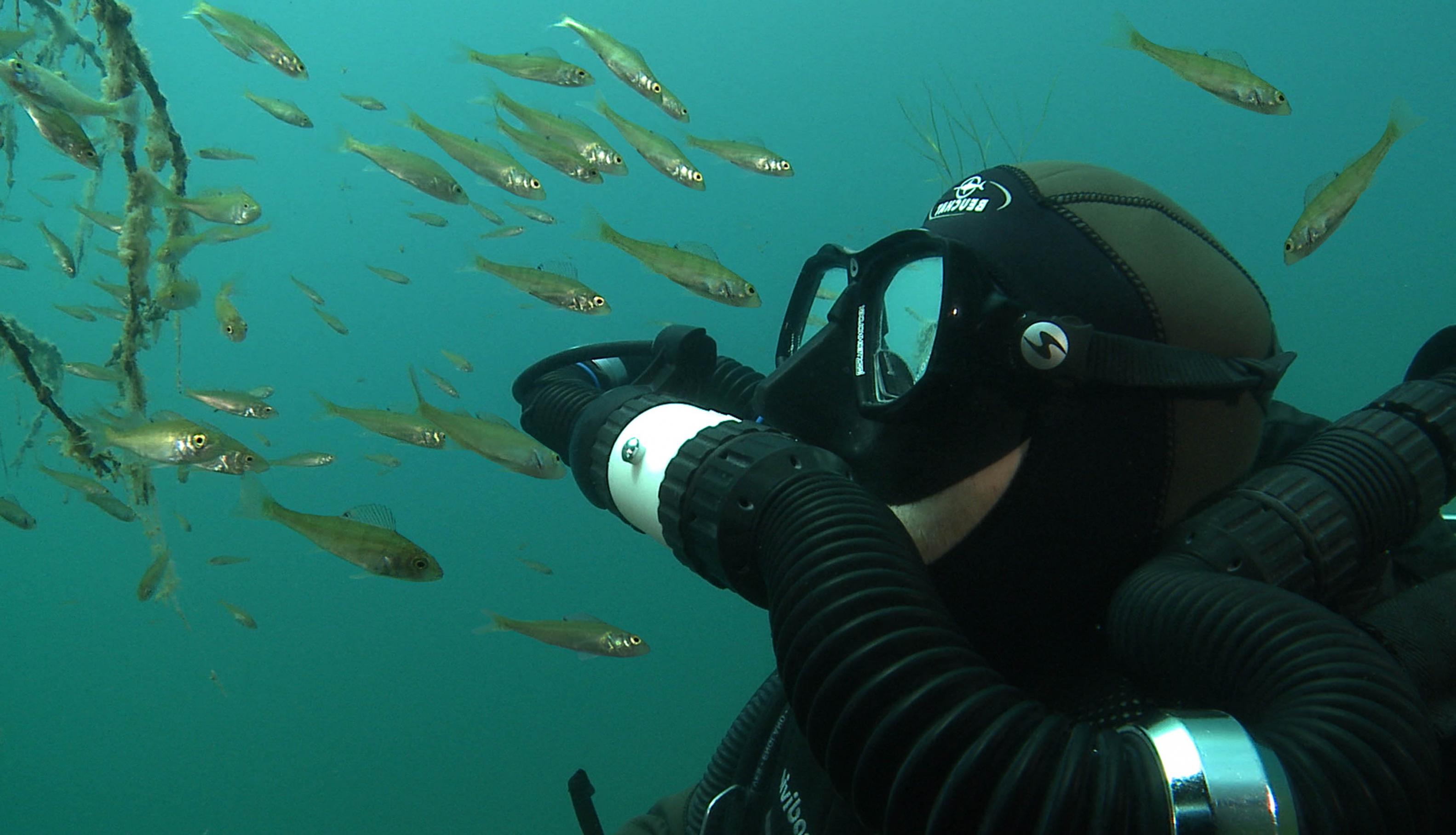 Taucher mit Kamera in einem Fischschwarm.