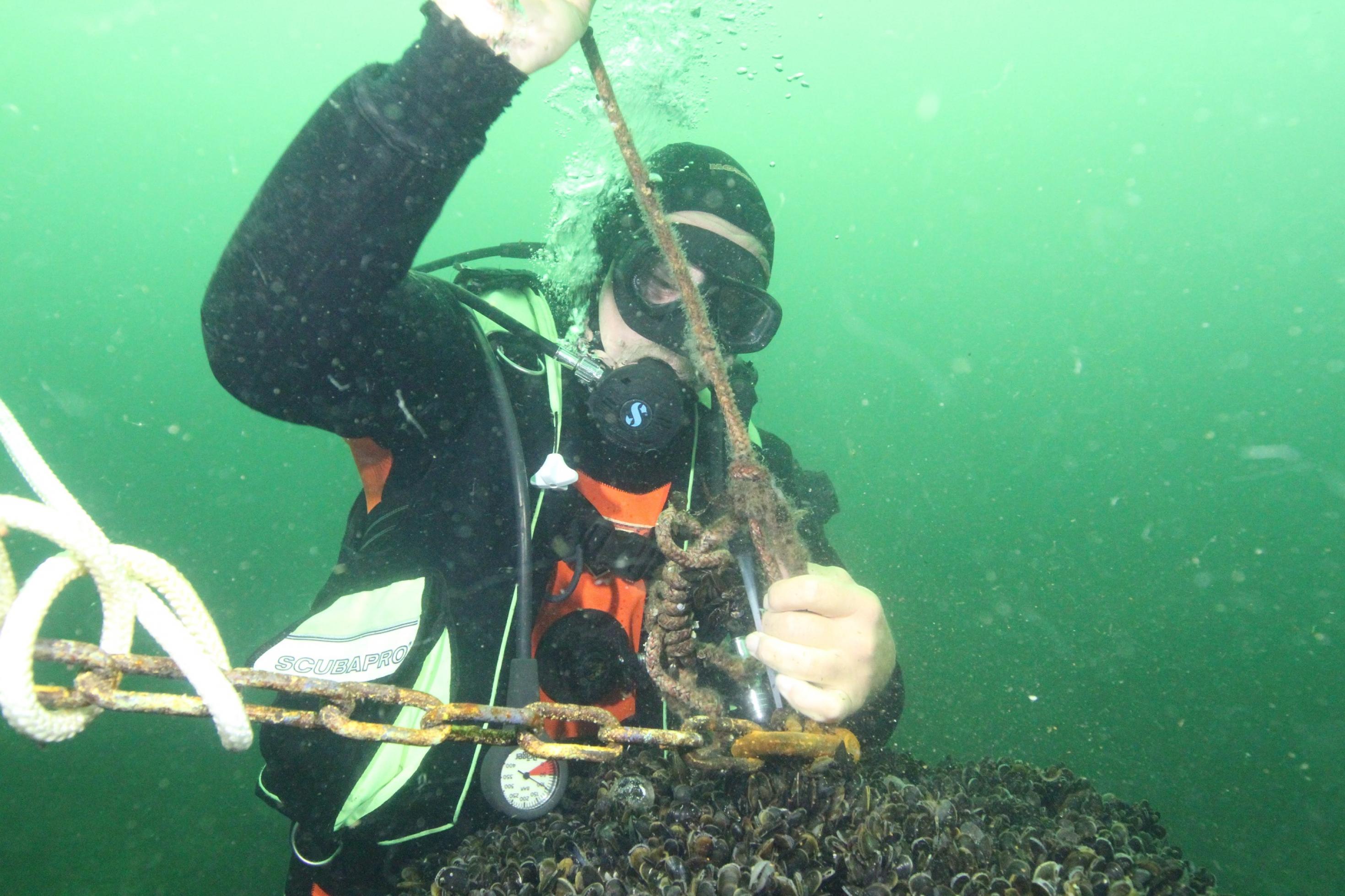 Ein Taucher im grünlichen Wasser befestigt Eisenkette an Miesmuschelbank