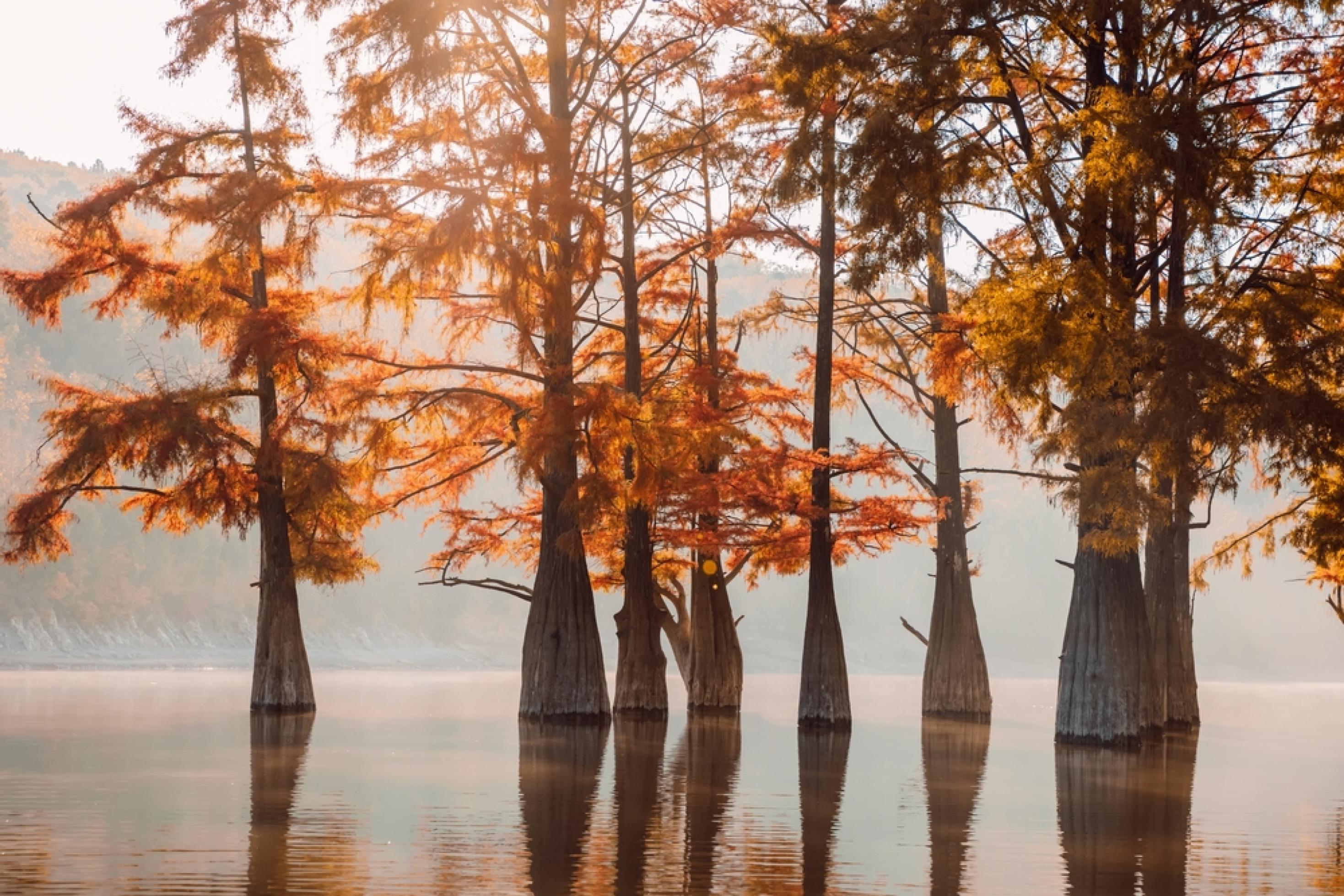 Braunes Wasser in Baummoor mit Sumpfzypressen (Taxodium distichum).