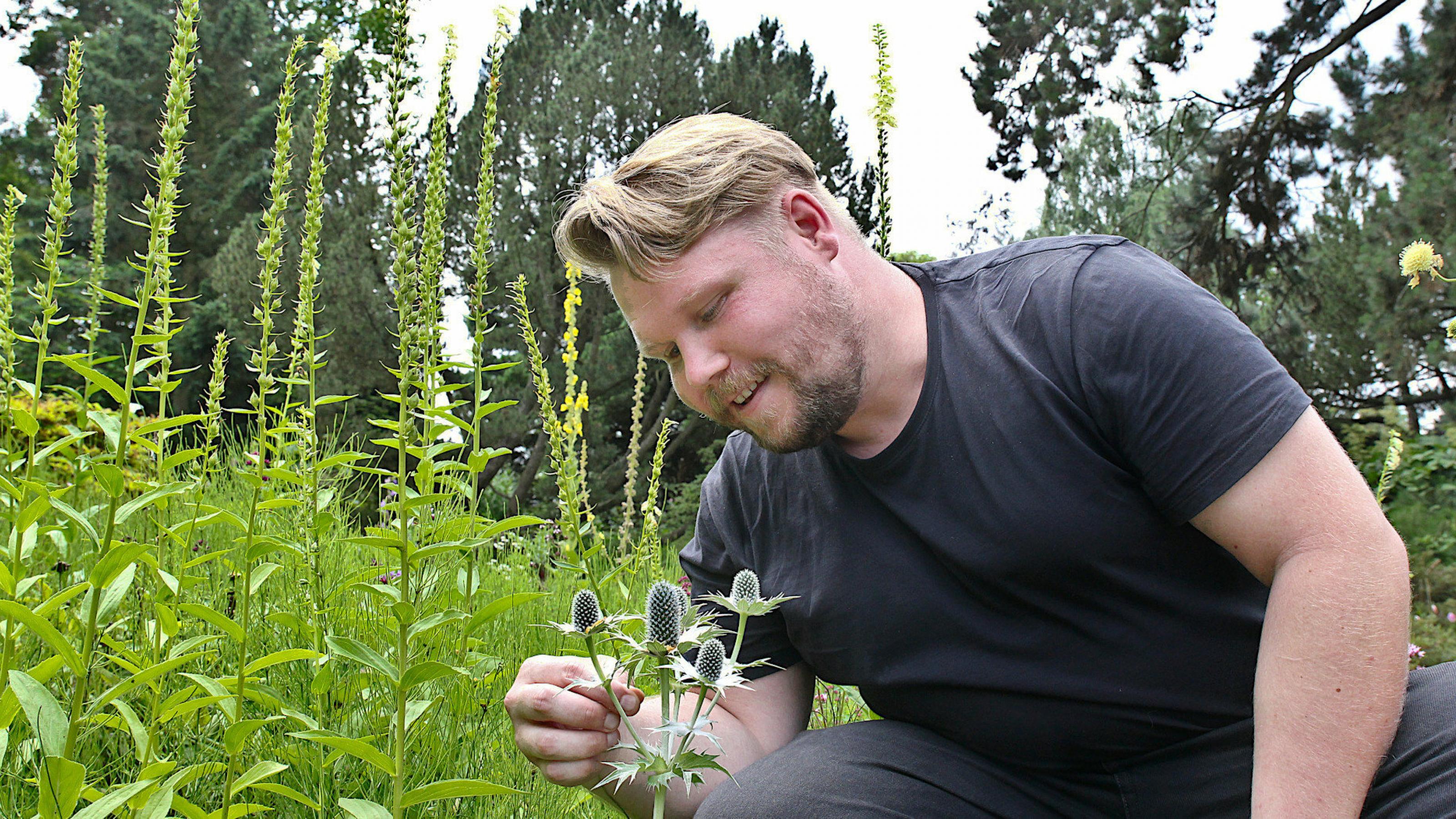 Käferforscher Thomas Hörren kniet vor ein Edeldistel und sucht an einem Blatt nach Käfern; hohe Vegetation im Hintergrund