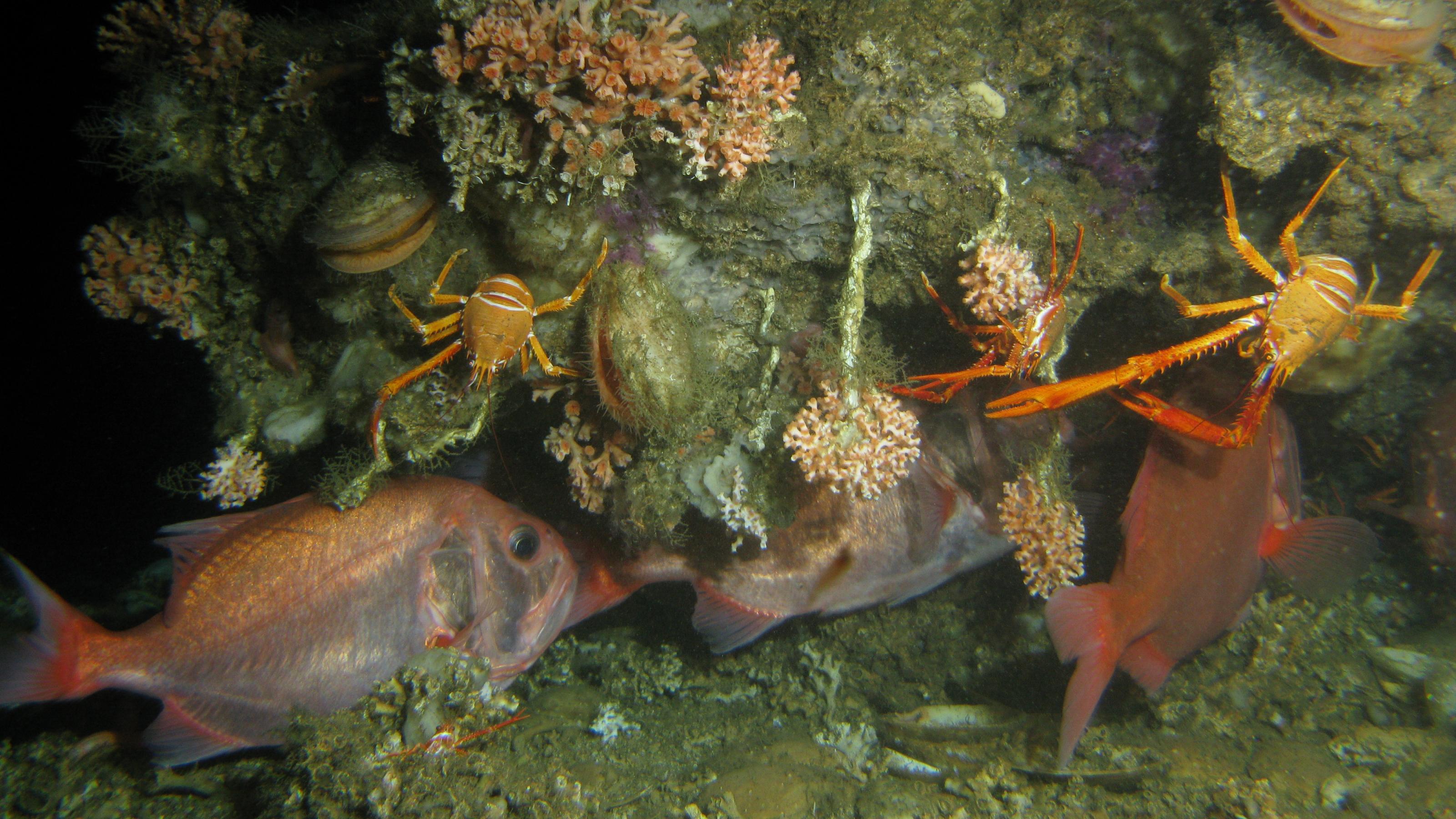 In einem dunklen Korallenriff verstecken sich rötliche Fische, von Muscheln sind leicht geöffnete Schalen zuerkennen. Im Vordergrund schwimmen orange Krabben mit langen Beinen und weißen Streifen auf dem Körper. Einige Korallen stehen auf einer felsigen Struktur, anderen hängen an kordelförmigen Röhren nach unten.korallen stehen auf einerdem Körper