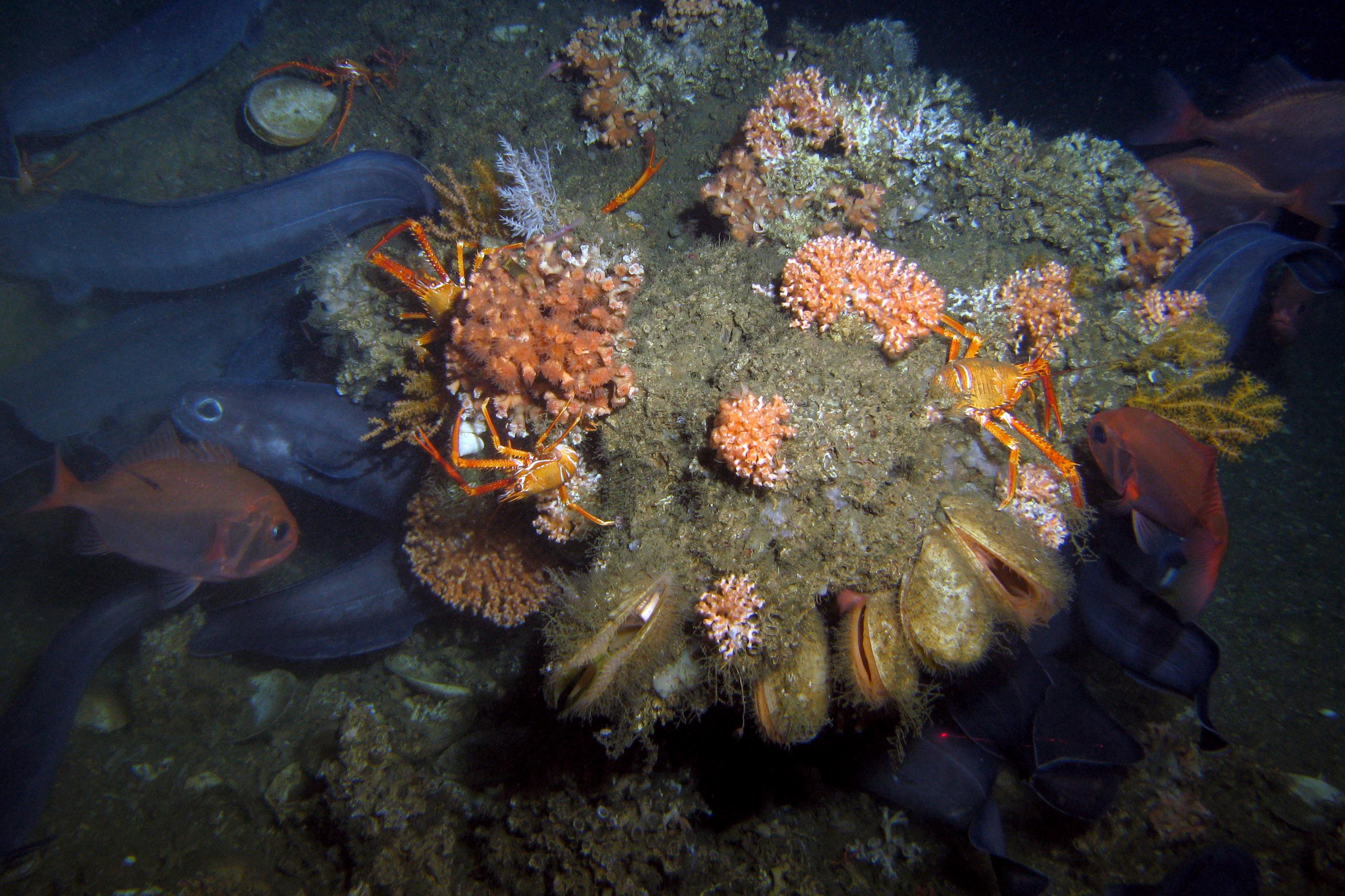 Am tiefen dunkeln Meeresboden ist ein Riff mit Korallen, Orangen Krabben mit weißen Streifen, Muscheln, roten und schlangenförmigen blauen Fischen zu erkennen.