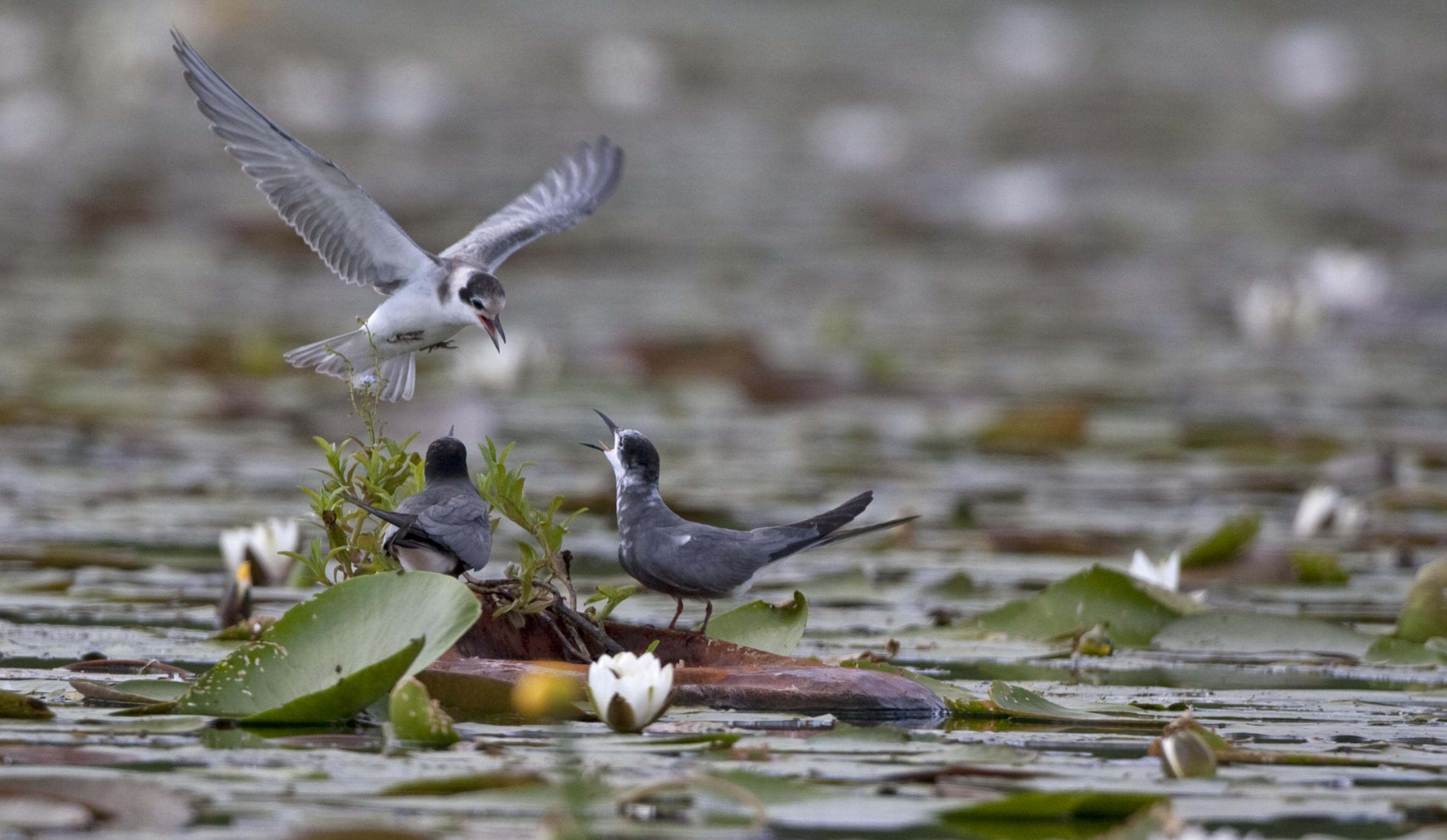 Elternvogel bringt Futter und flattert über Nest im Wasser.