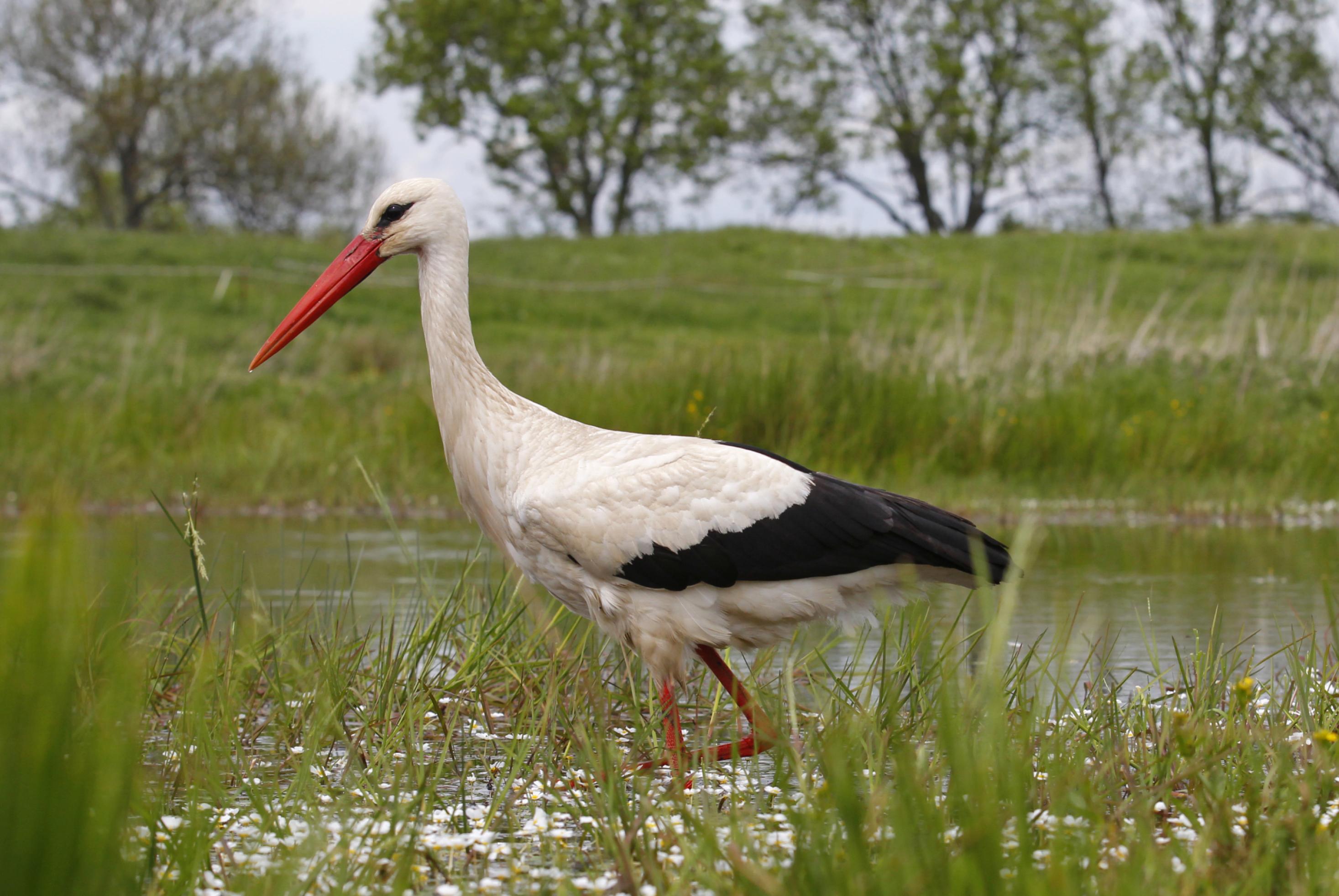 Nahaufnahme in feuchter Wiese.