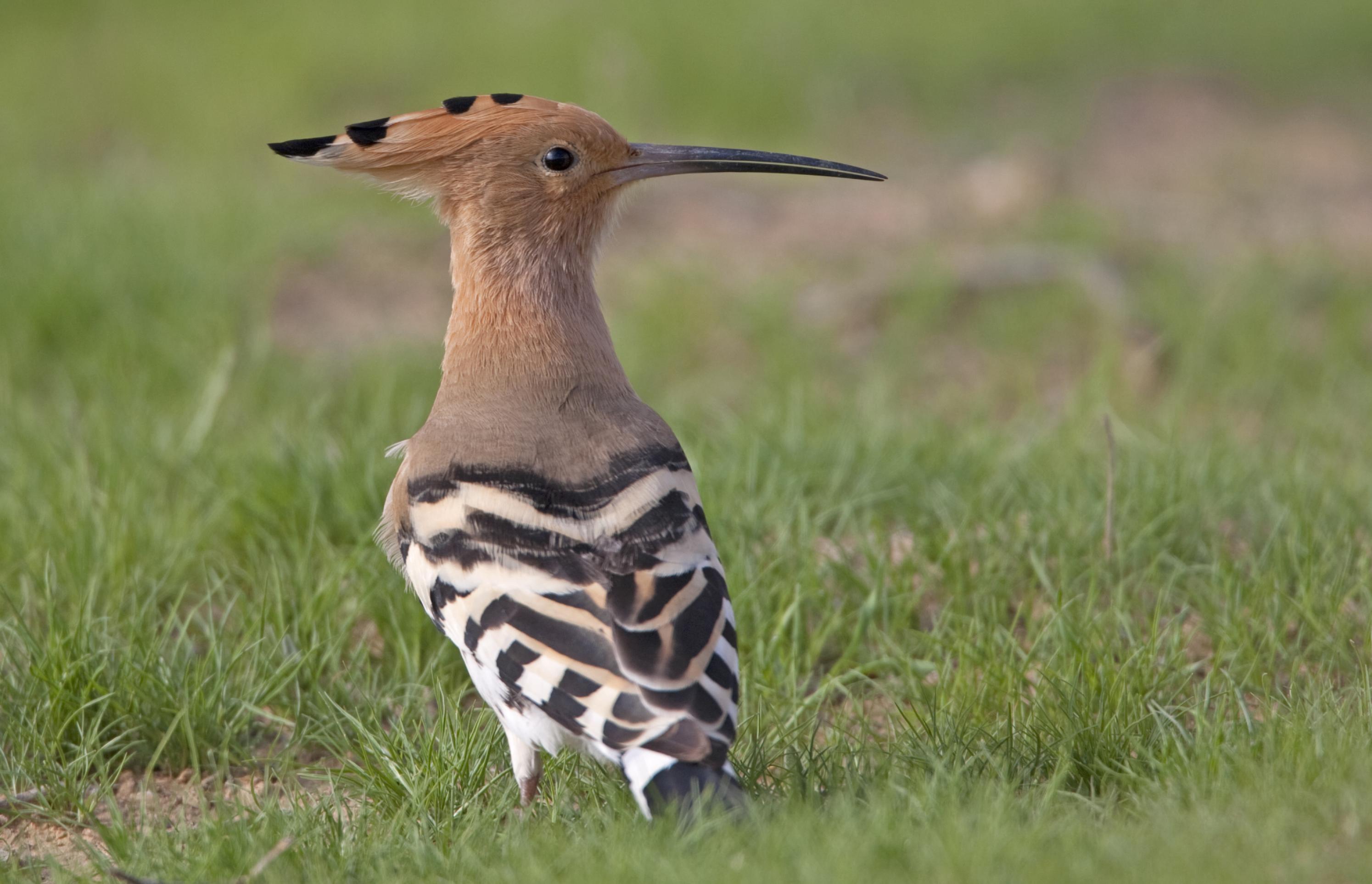 Orange-schwarz-weiß gefiederter Vogel mit Schopf.