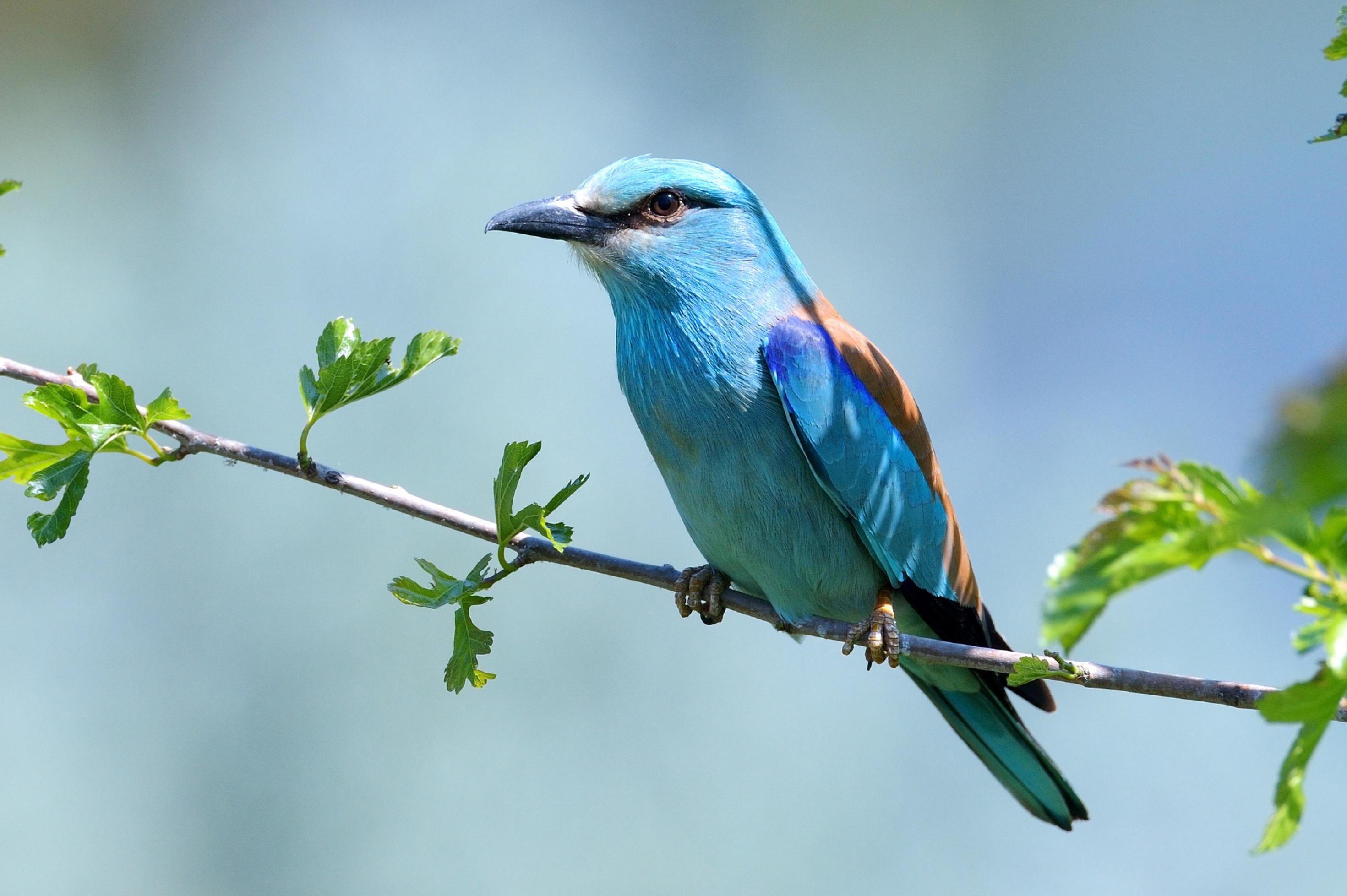 Hellblauer mittelgroßer Vogel mit elegantem Körperbau sitzt auf einem Ast.