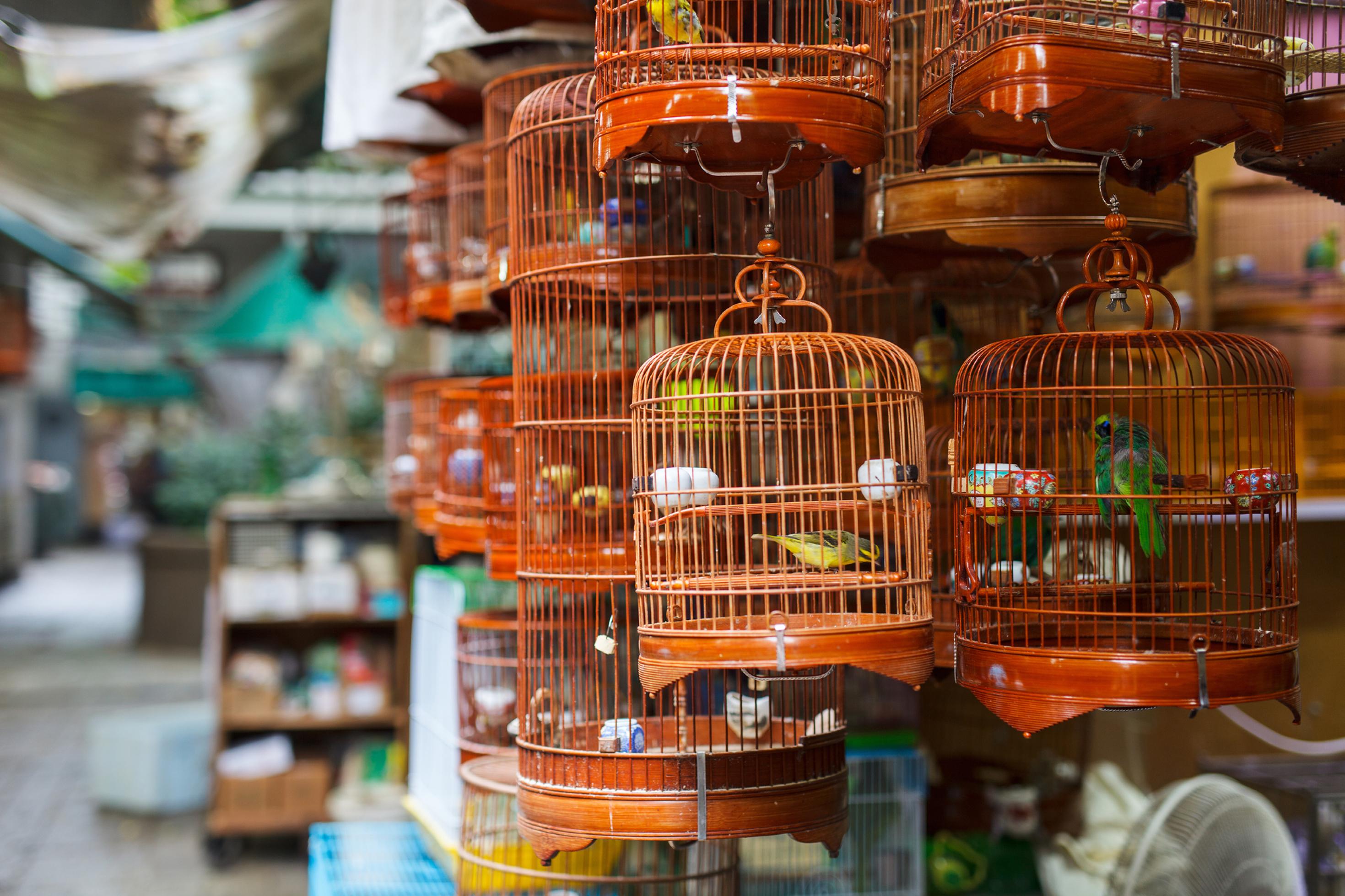 Das Bild zeigt einen Vogelmarkt in Hongkong. In zahlreichen kleinen Käfigen sind gefangene Vögel zu sehen.