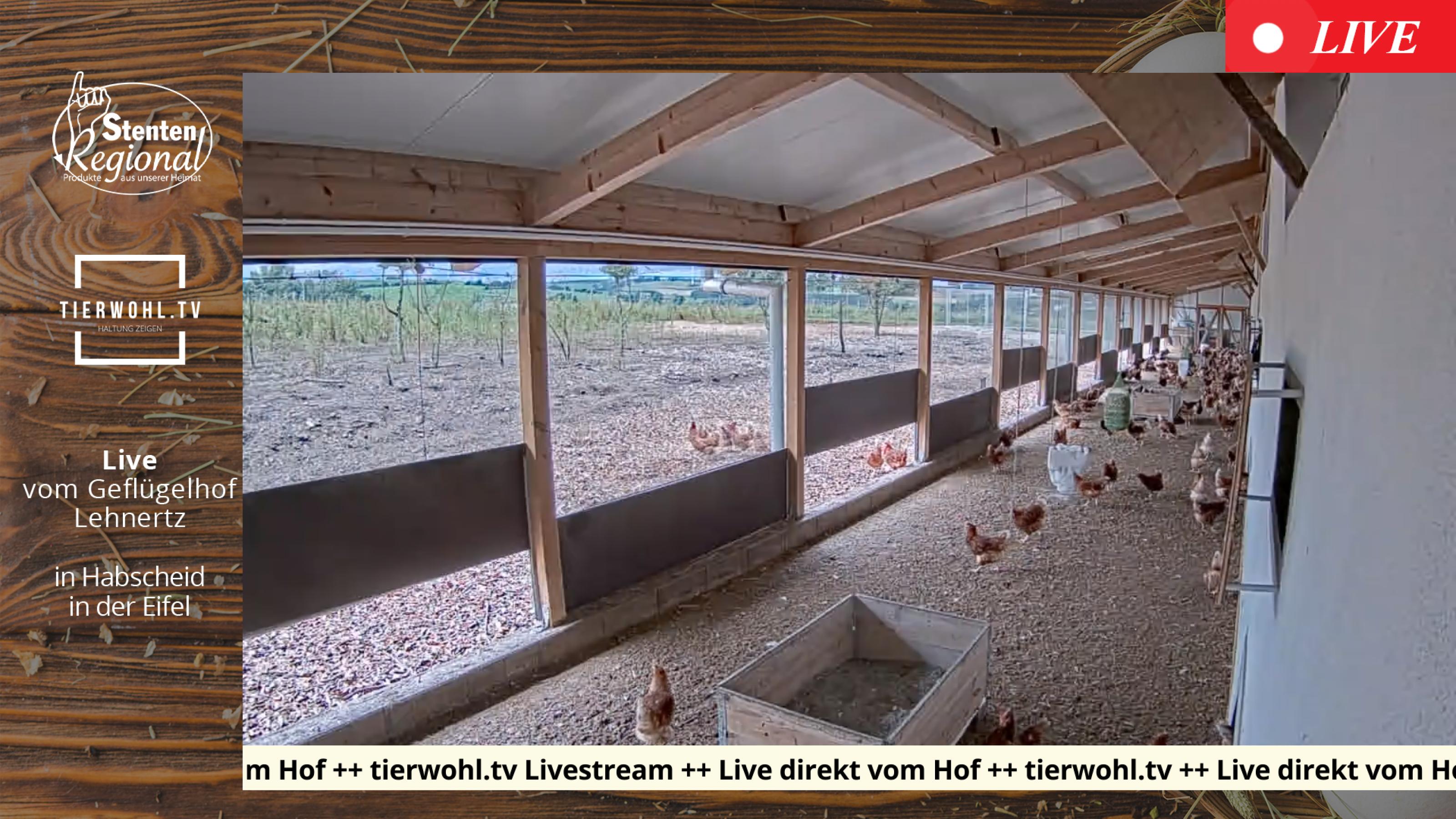 Screenshot aus dem Livestream eines Geflügelhofs: zu sehen sind Hühner in einem Stall mit Auslauf zur Wiese.