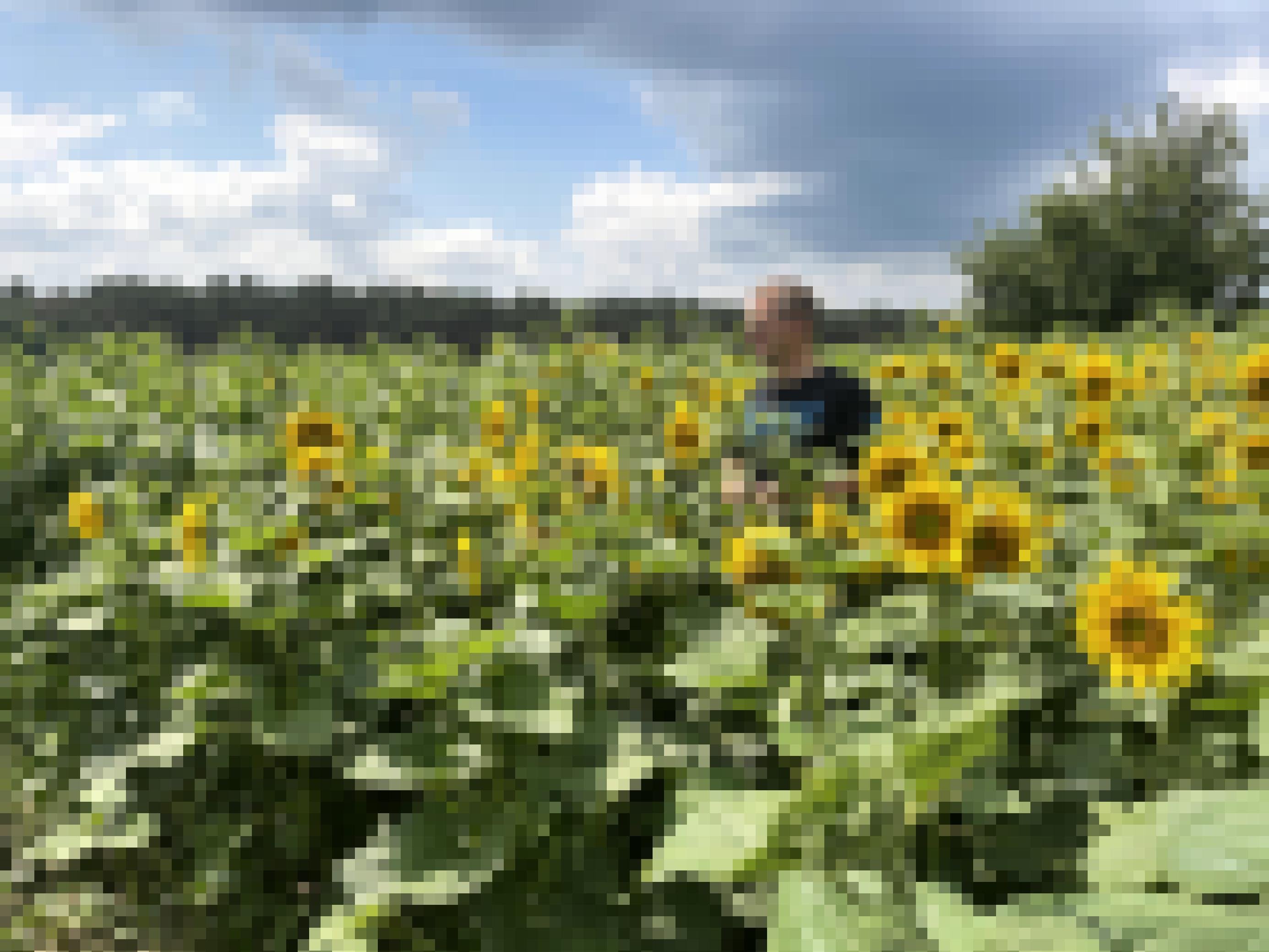 Landwirt Tino Ryll steht im Sonnenblumenfeld auf seinem Hof in Brandenburg.