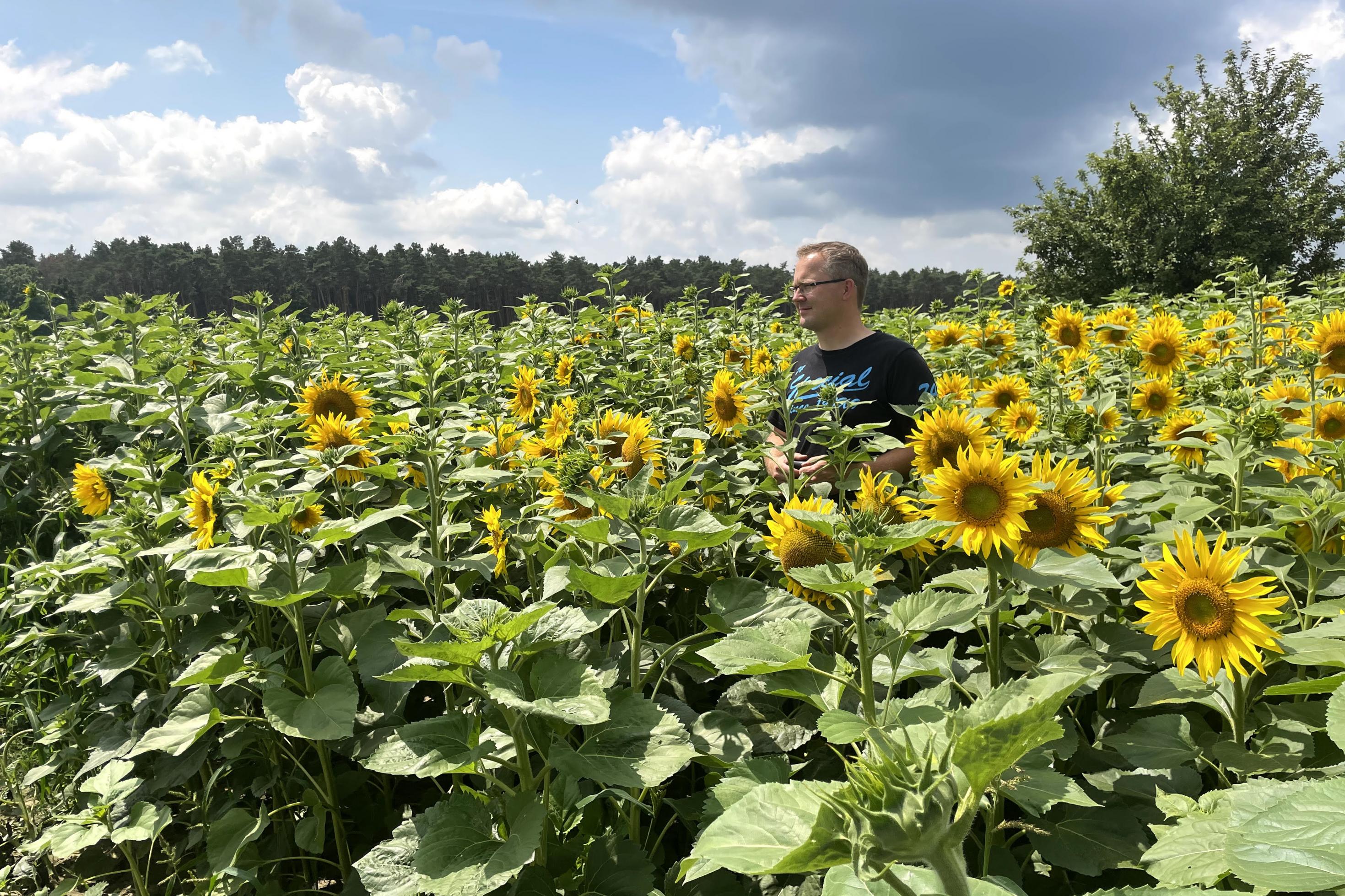 Landwirt Tino Ryll steht im Sonnenblumenfeld auf seinem Hof in Brandenburg.
