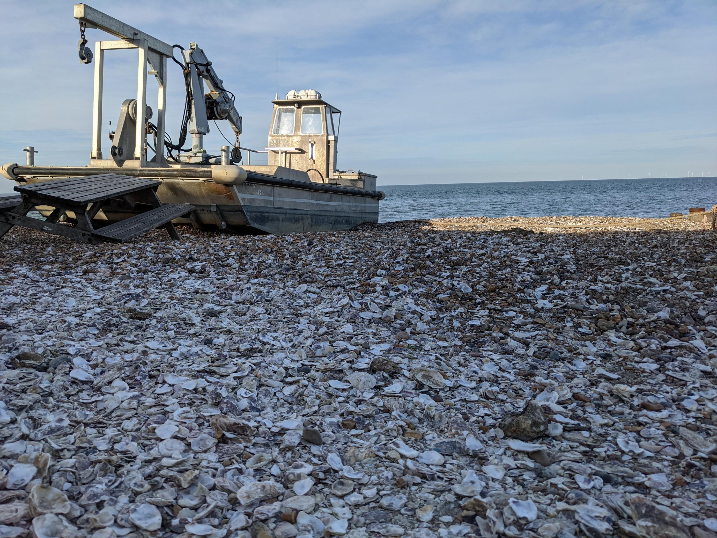 Austernschalen im Vordergrund, hinten im Bild ein Boot auf dem Strand, dahinter das Meer.