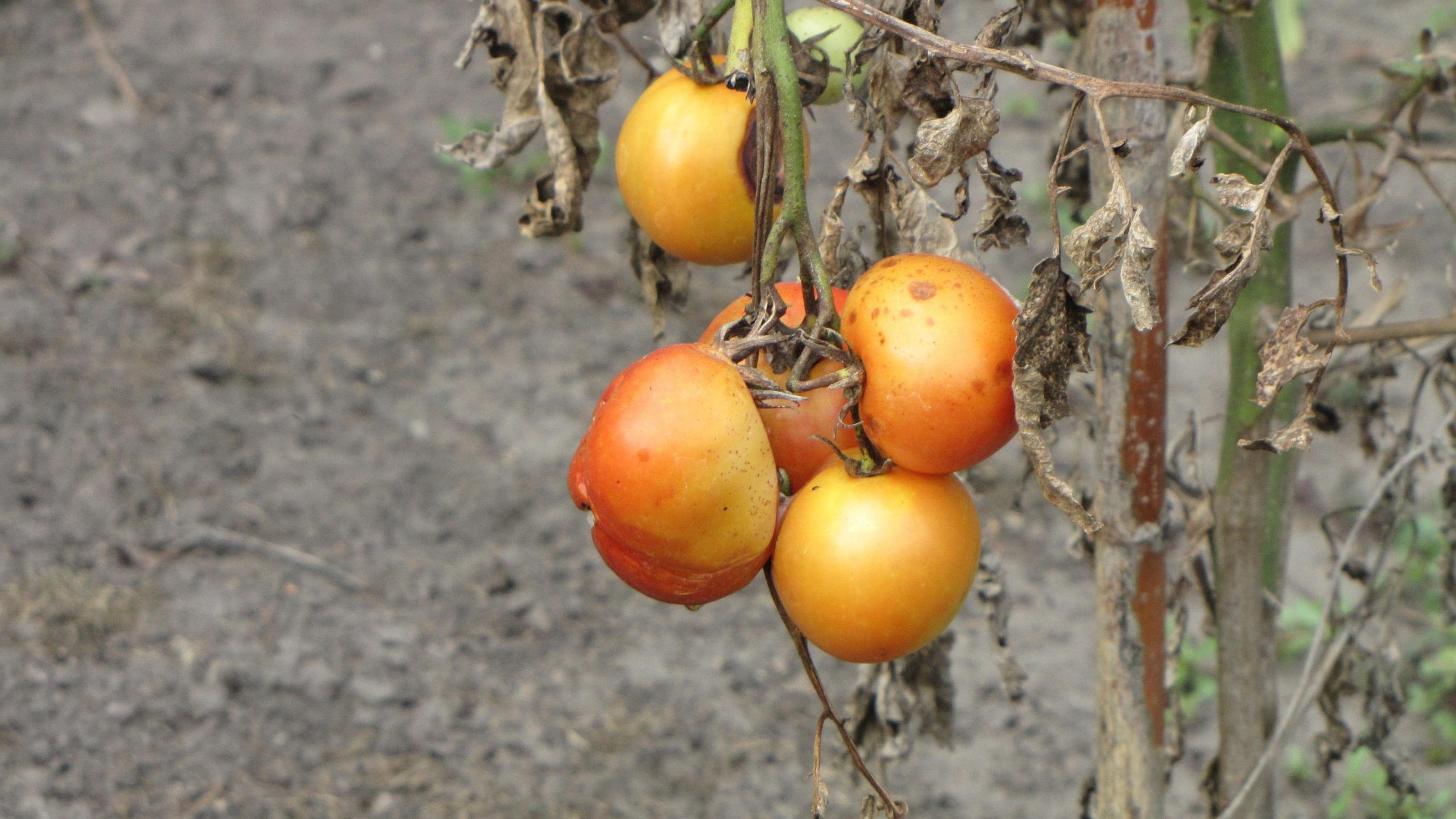 Kranke Tomaten am Strauch.