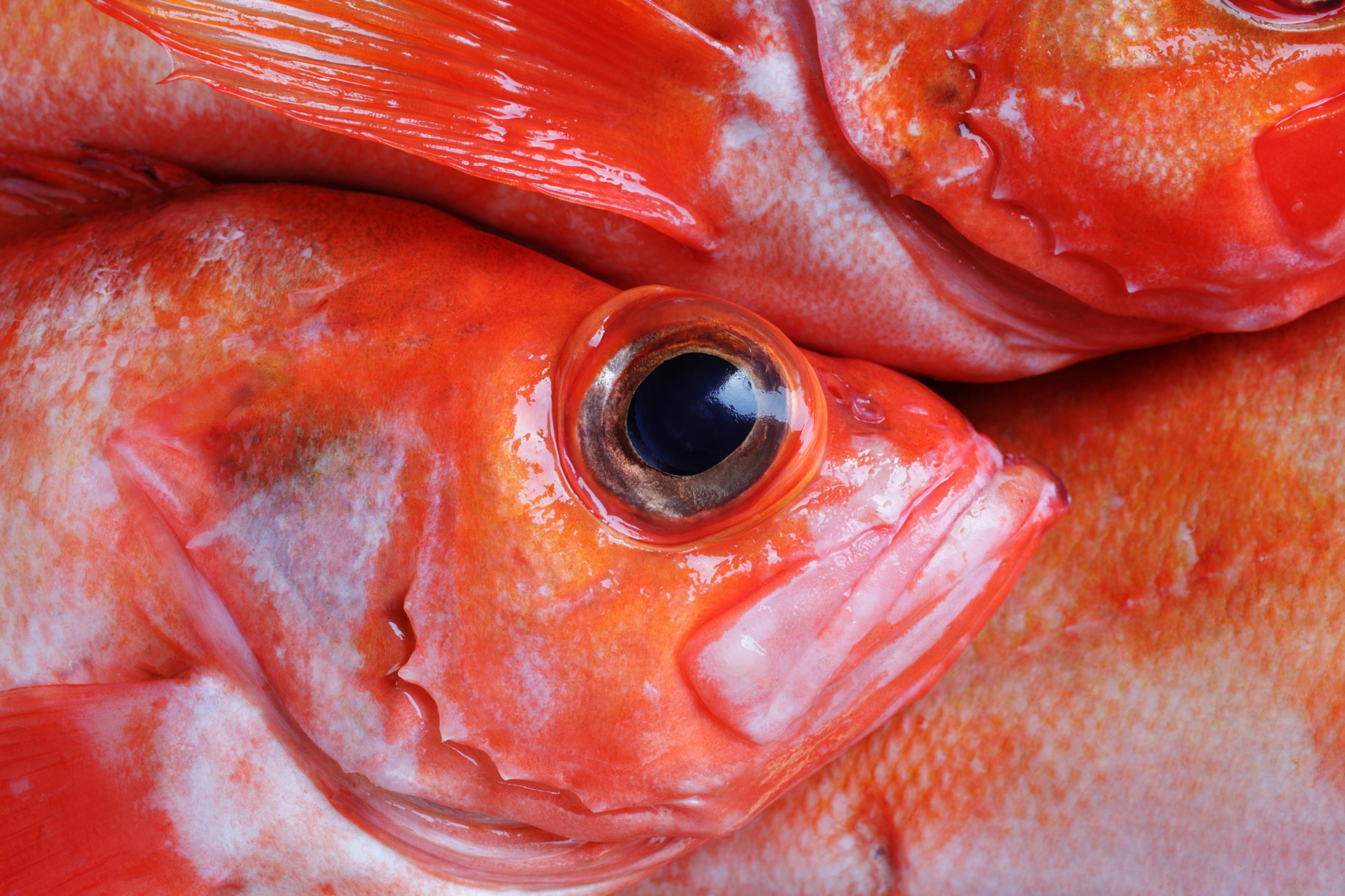 Kopf eines toten Rotbarschs mit großen Auge, Im Hintergrund sind weitere rote Fische dieser Art zu erkennen.