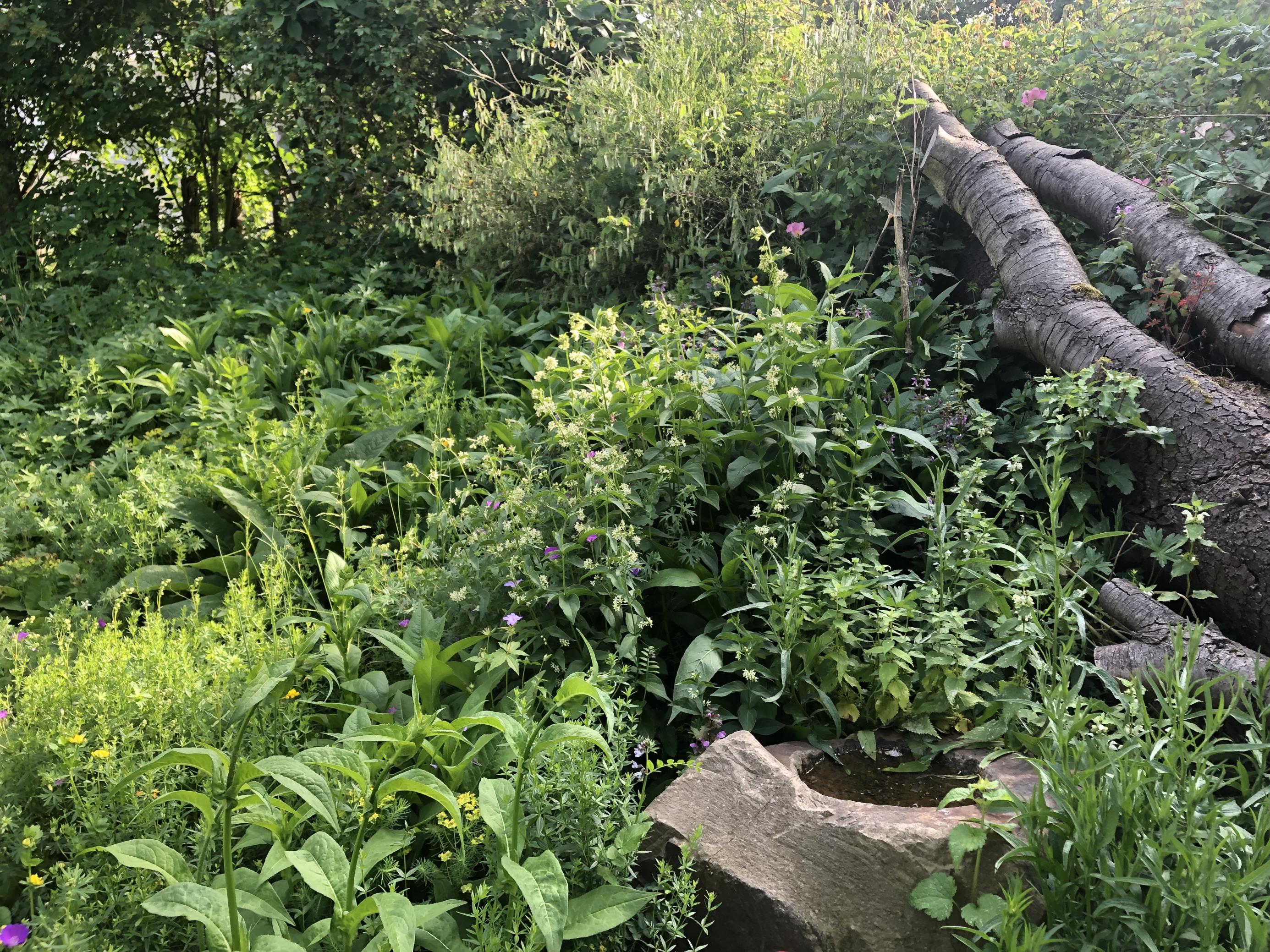 In diesem naturnahen Schaugarten in Wachtberg-Berkum können nicht mehr alle Pflanzen übersichtlich beschildert werden, weil es zu viele in einem Bereichsind.