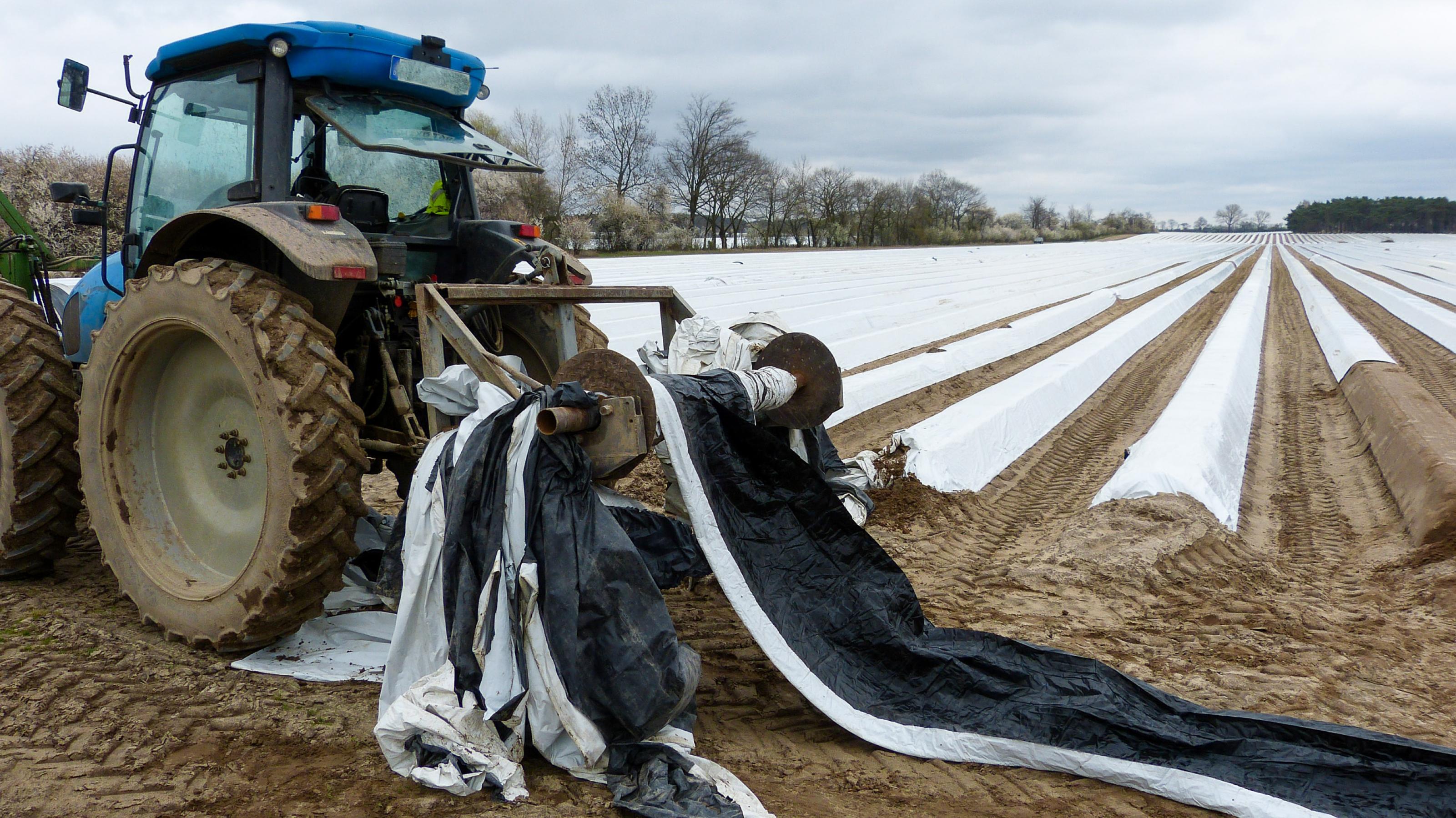 Ein Traktor steht vor einem Feld mit Erdwällen für den Spargelanbau, die mit langen Bahnen weißer Folie abgedeckt sind.