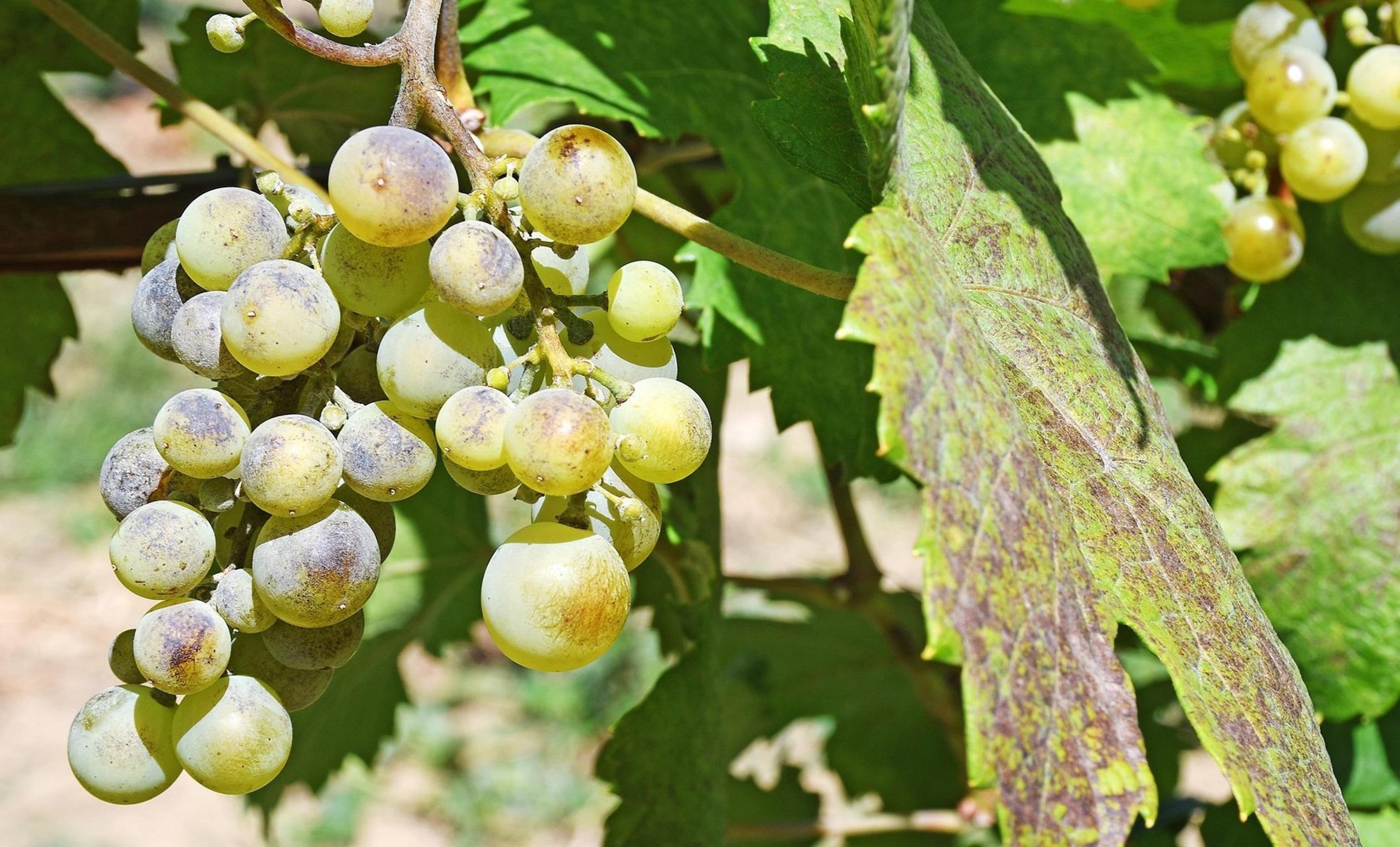 11.08.2018, Baden-WürttembDas Foto zeigt Trauben, die Echten Mehltau befallen sind. Um sie resistenter zu machen, züchtet das Staatliche Weinbauinstitut Freiburg neue Rebsorten
