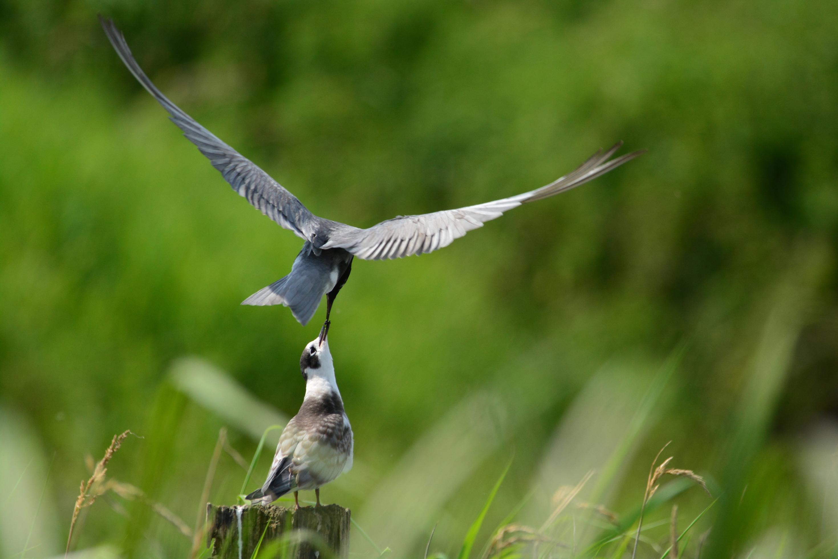 Eine junge Trauerseeschwalbe sitzt auf dem Nest und wird von einem Altvogel gefüttert.