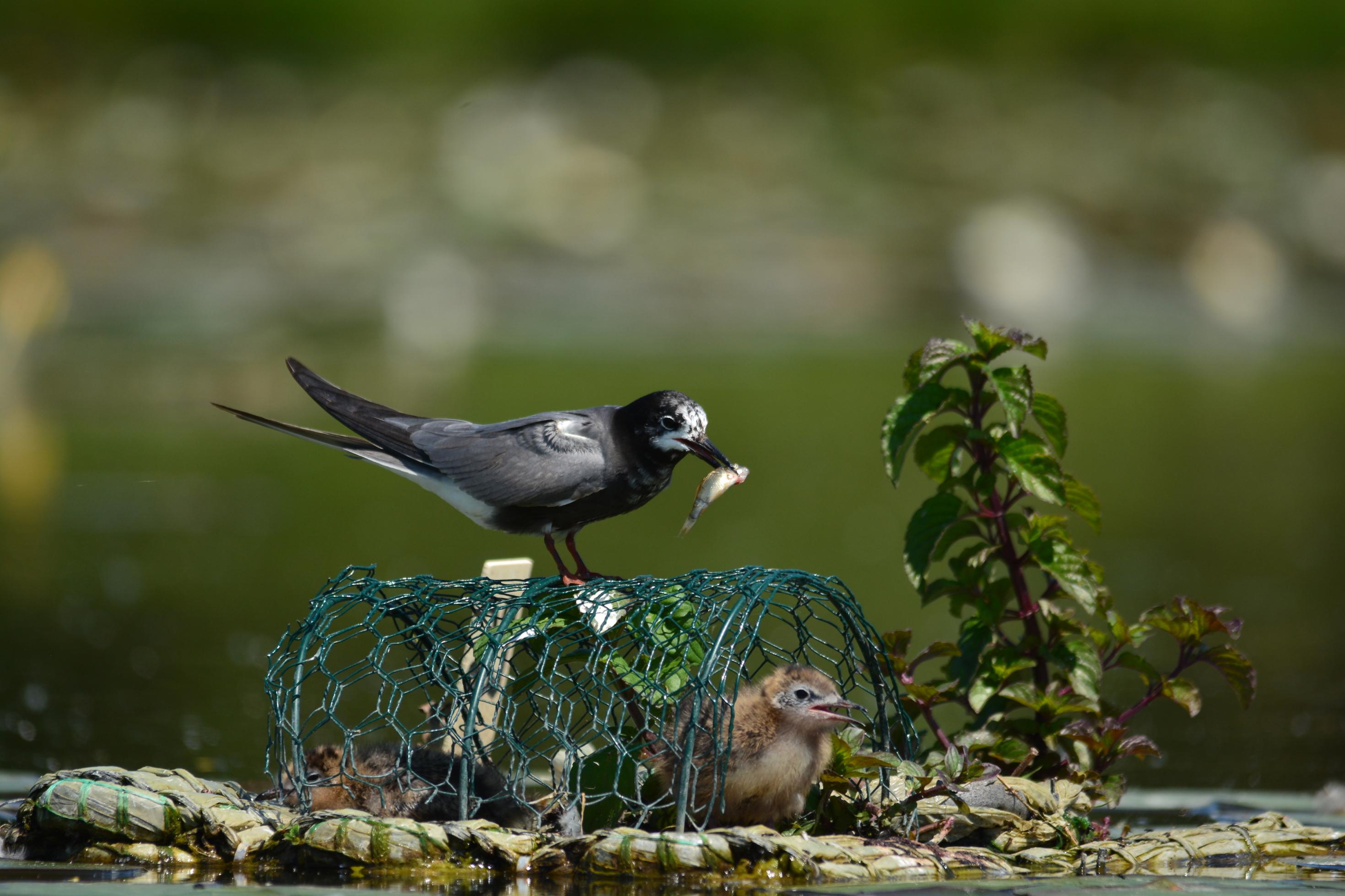 Auf dem Nest versteckt sich der Jungvögel unter einem Drahtgeflecht.